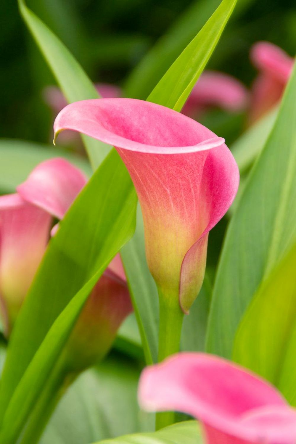 Garnet Glow Calla Lily Bulb - 1 Bulb - 14/16 cm - Bright Hot Pink Blooms