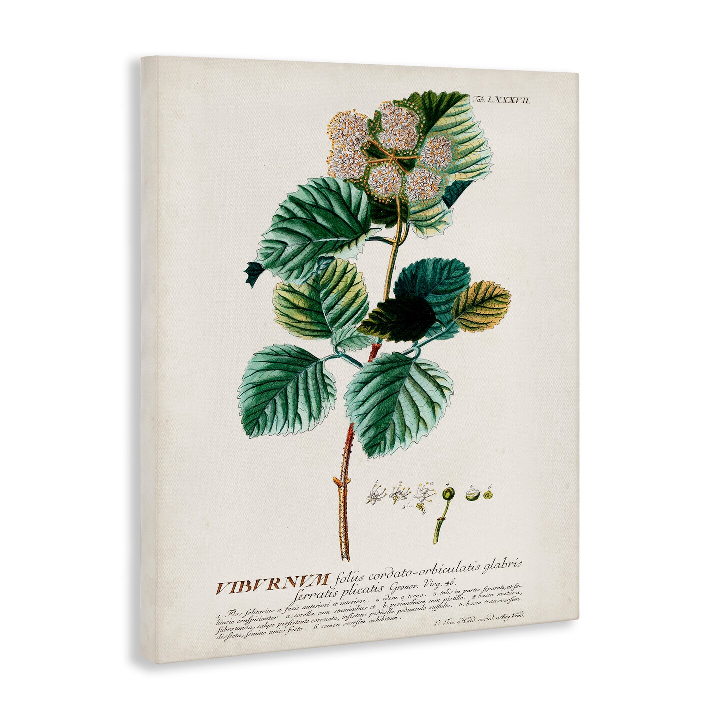 Stupell Industries Scientific Botanical Plant Seeds Canvas Wall Art