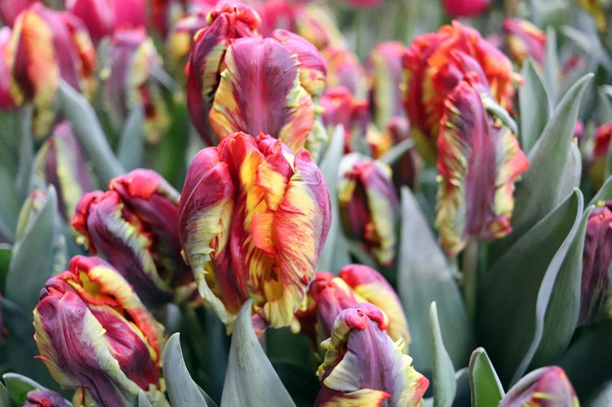 Rasta Parrot Tulip 6 Bulbs - Exotic - 12/+ cm Bulbs - NEW