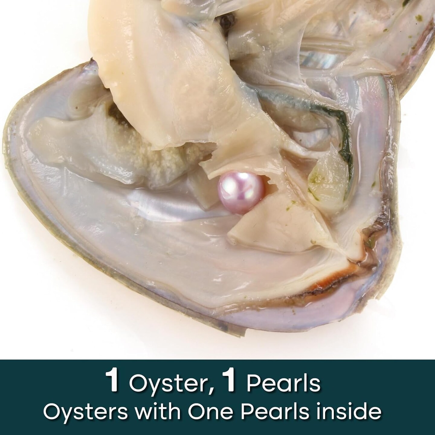 30PC Freshwater Pearl Love Wish Pearl Oyster with Round Pearl Inside Meaningful Color Cultured Oyster Pearls Beads for Jewelry Making Crafts Gifts(5.5-7.5mm, 30 PCS/Lot)