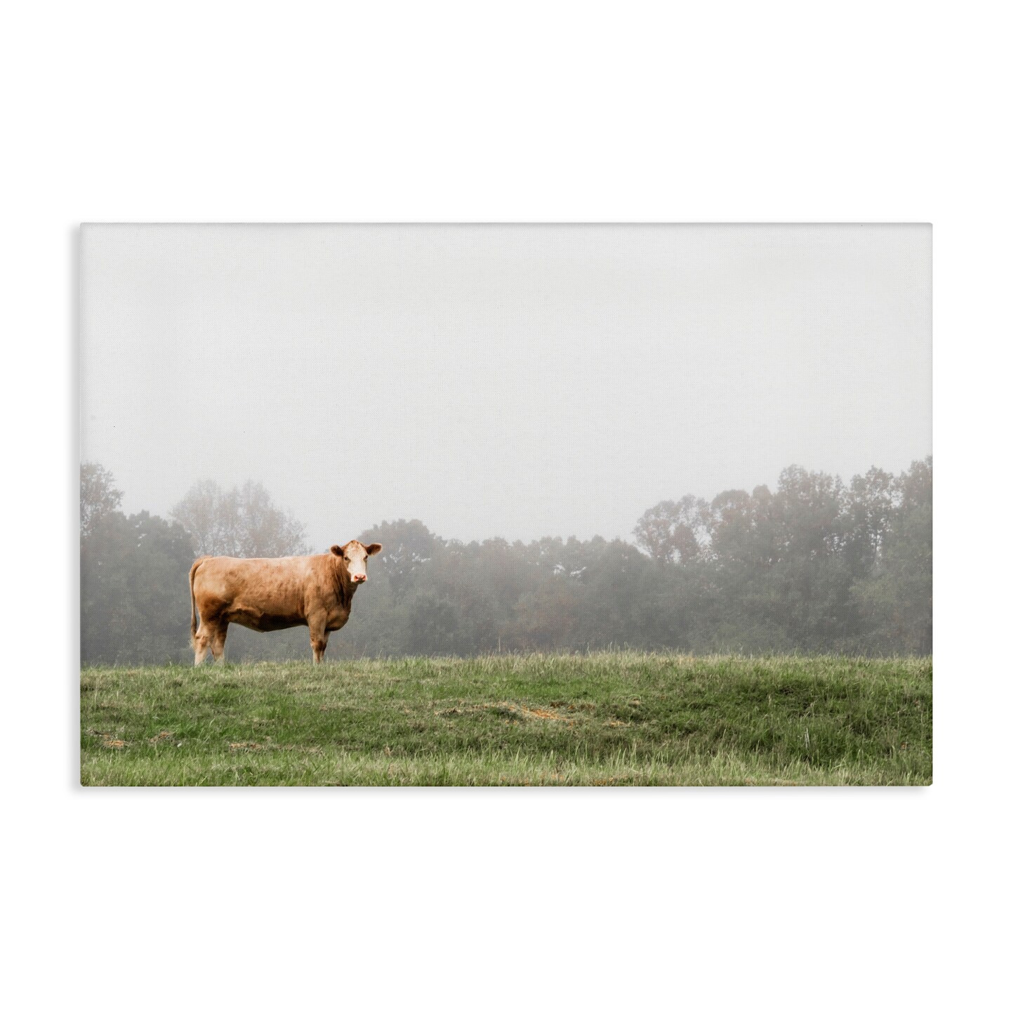 Stupell Industries Highland Grace Cattle Canvas, design by J:L Design