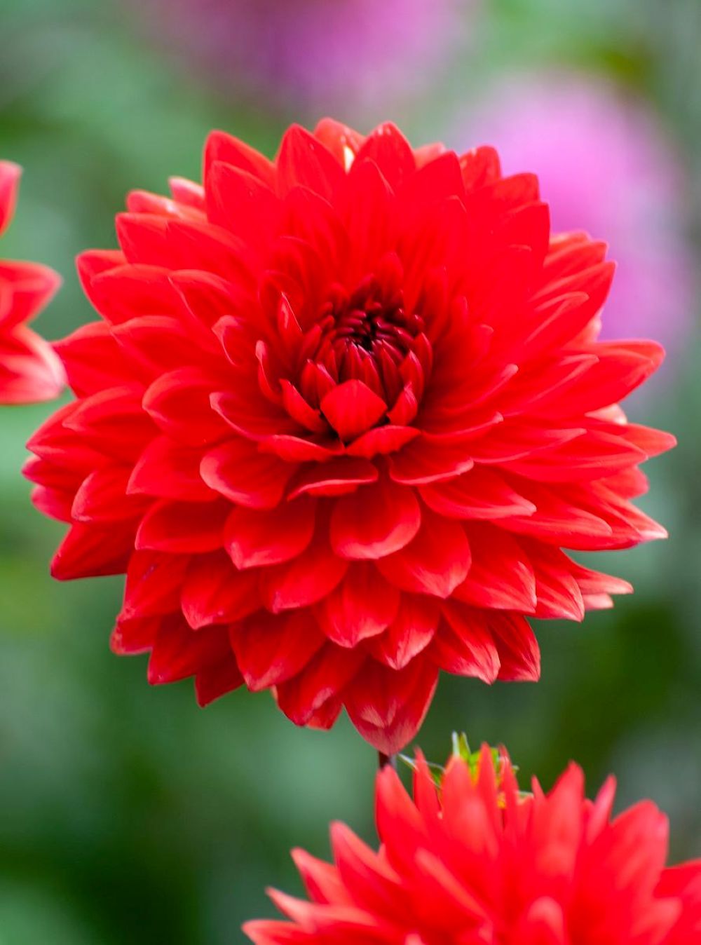 Karma Amora Decorative Dahlia - 1 Bulb Clump - Deep Red - NEW