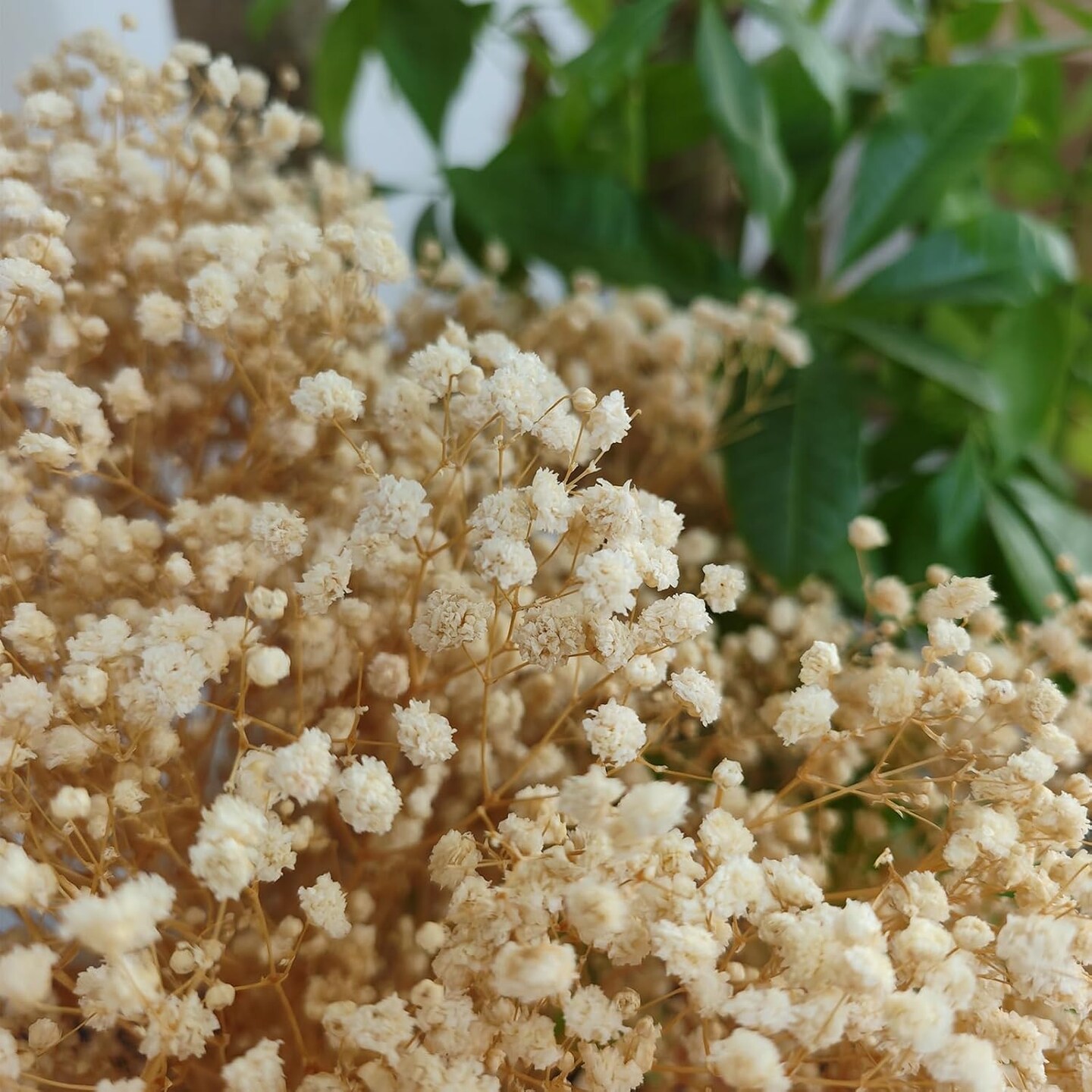 Dried Babys Breath Bulk Natural Dried Gypsophila Flowers White Babys Breath Stems for Home Decor, Weddings, Crafts