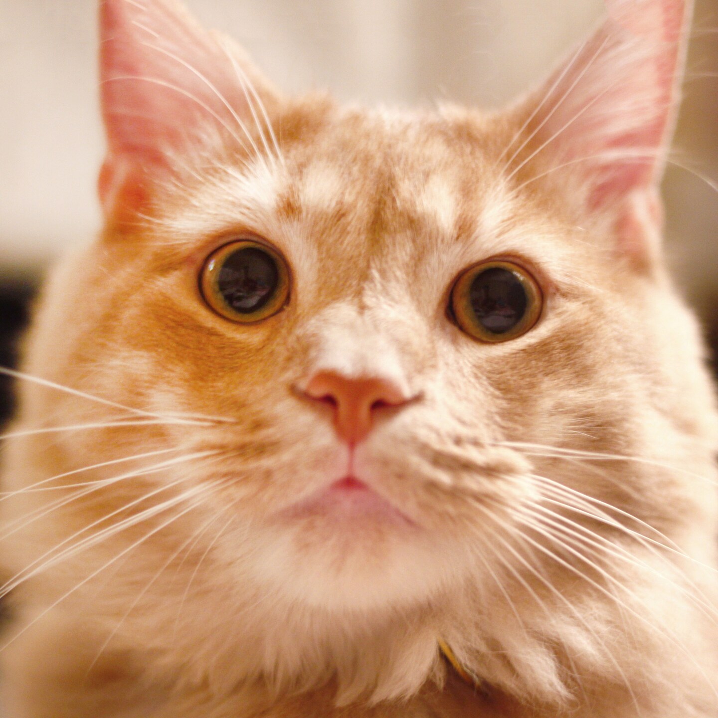 storefront avatar