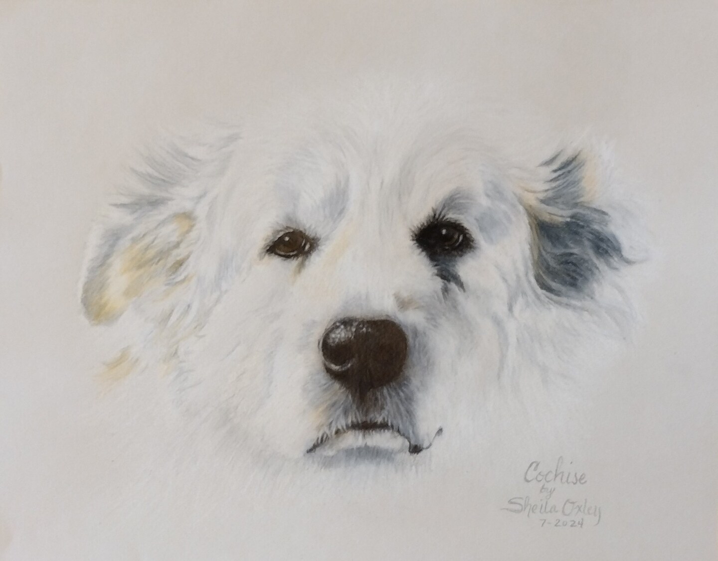 product name is Custom Pet Portrait, 11x14 with mat is 16x20, realistic drawing of your pet done in colored pencils, multiple pets option, dogs, cats, bird