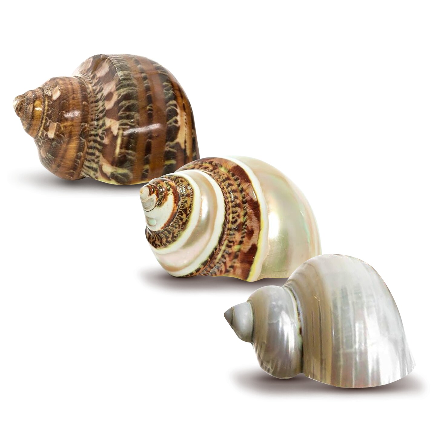 Hermit Crab Shells Turbo Shells 1 Brown, 1 Banded, & 1 White