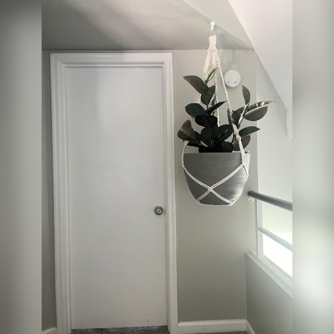 indoor plant on sale Chinese Money Plant For Sale – Logee's Plants main image 0