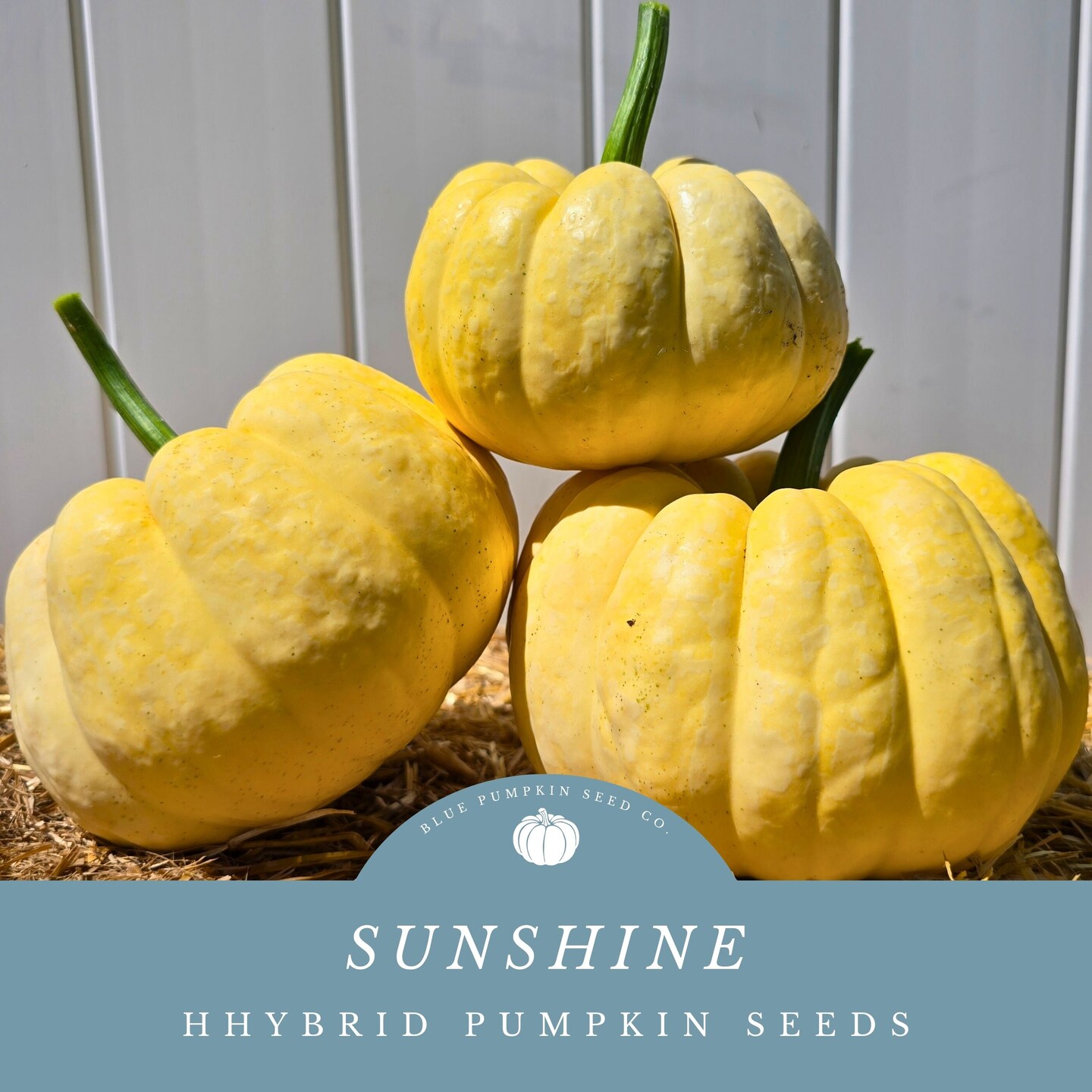 Sunshine F1 Pumpkin seeds - Grow incredible yields of bright