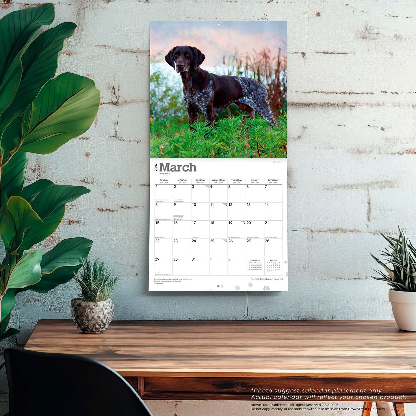 German Shorthaired Pointers | 2026 12 x 24 Inch (Hanging) Monthly Square Wall Calendar | Plastic-Free