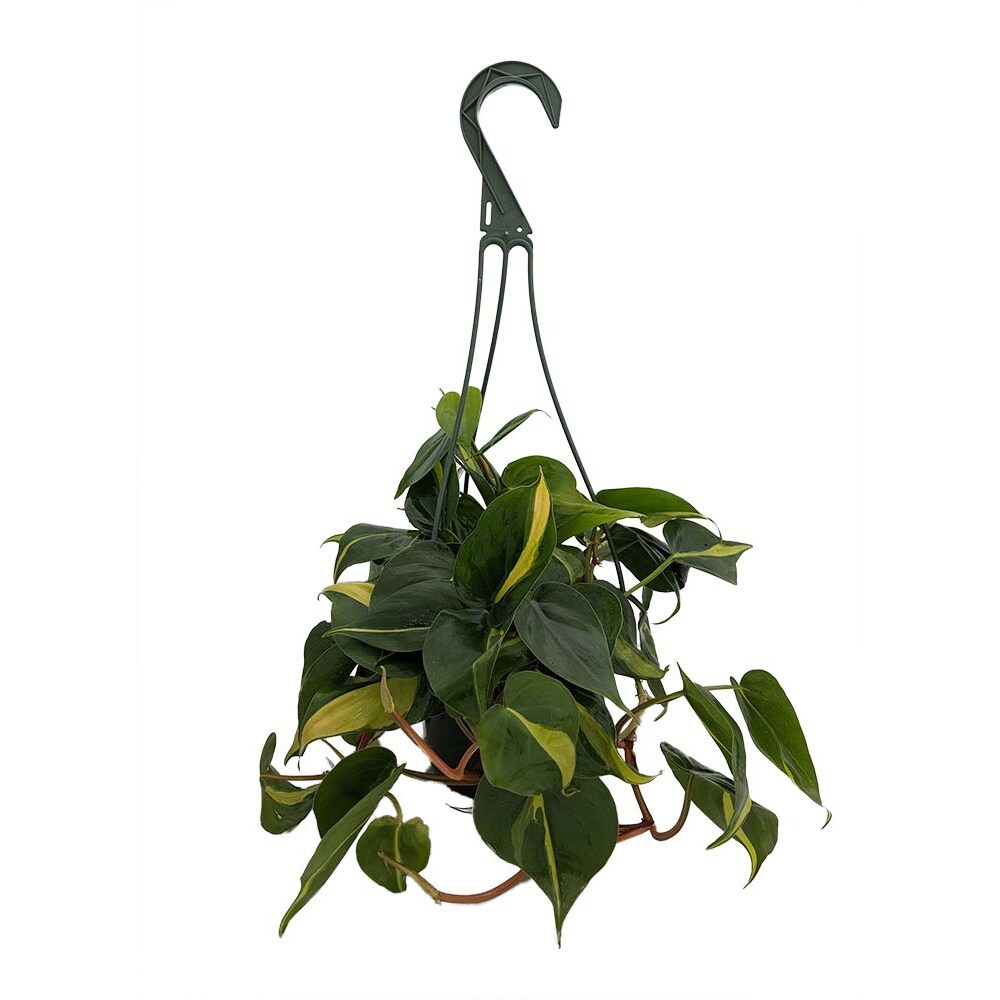 Brazil Philodendron - 6" Hanging Pot - Easy House Plant- Low Light