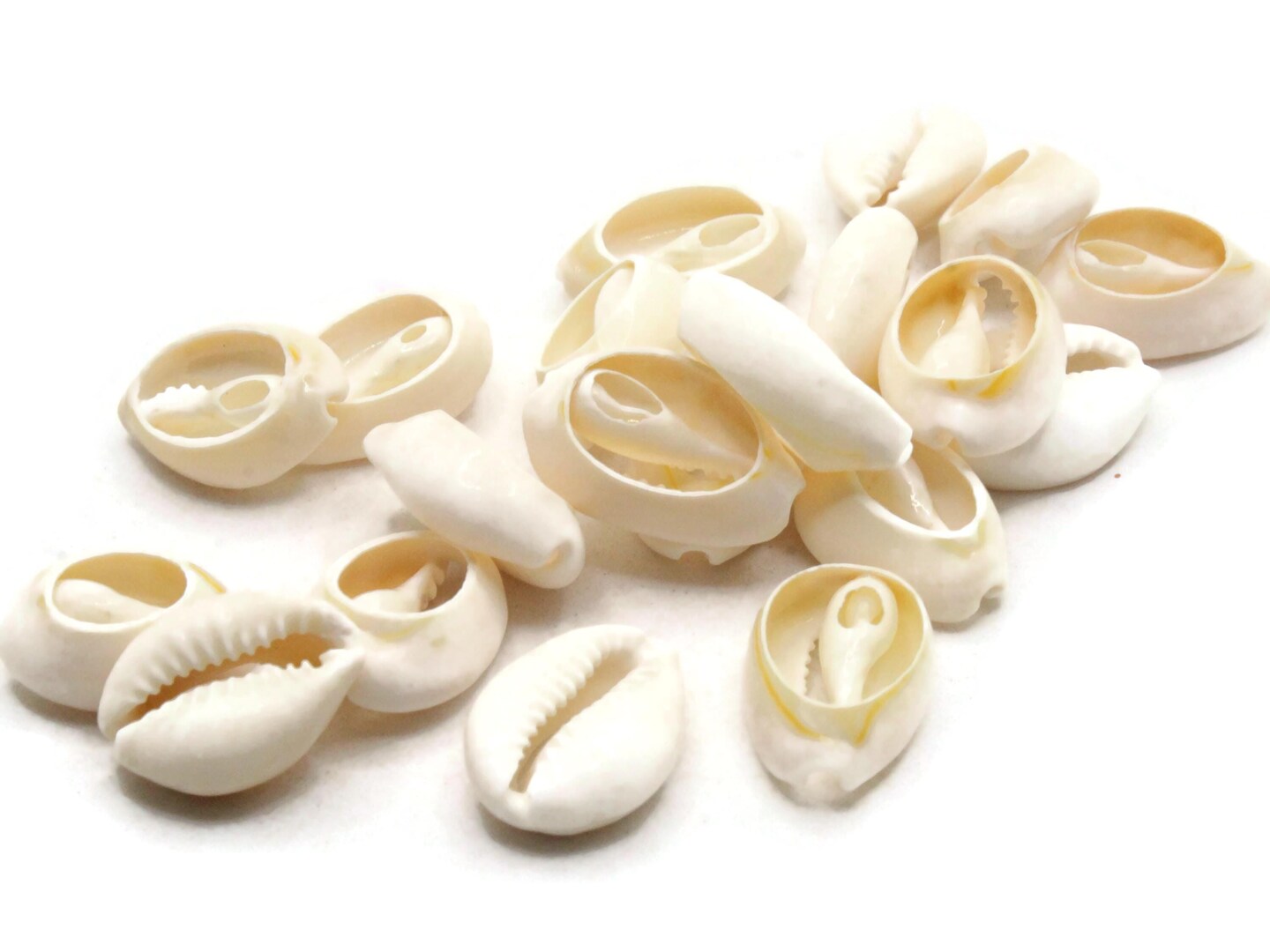 20 20mm Back Cut Cowrie Seashell Beads bK2