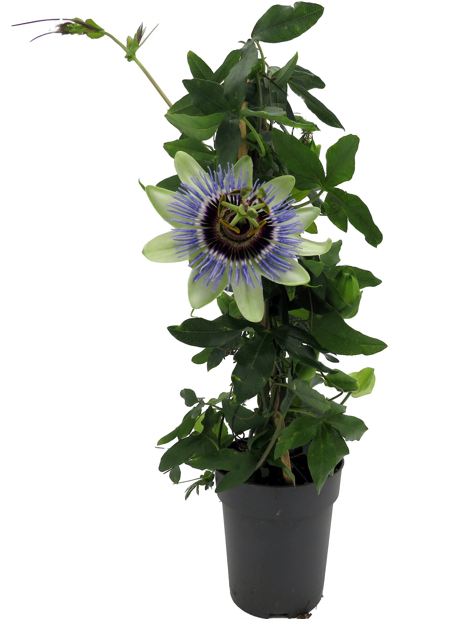Sky Blue Passion Flower - Passiflora - On Trellis - Live Plant 5&#x22; Pot