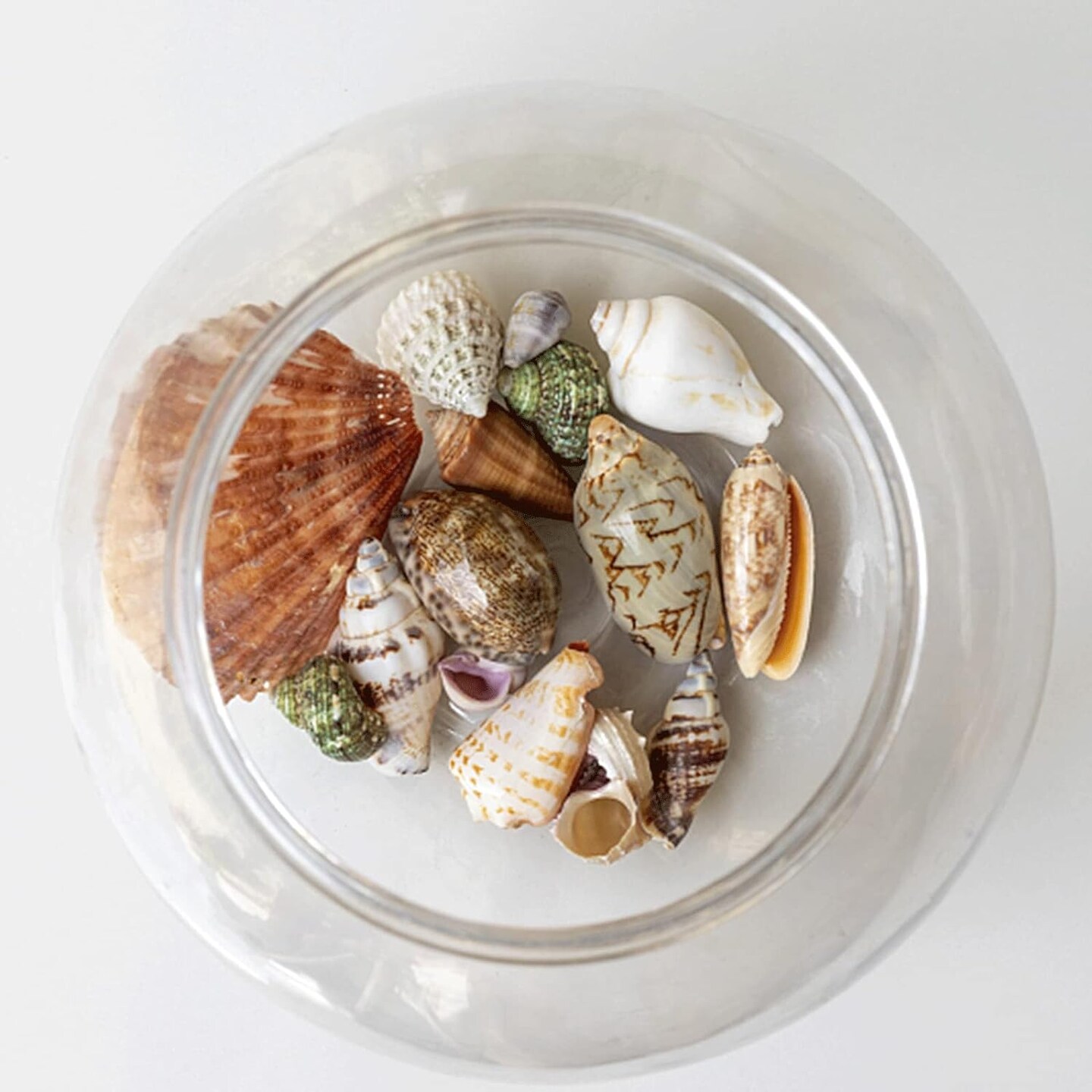 Sea Shells Mixed Beach Seashells 20 Kinds, 1.5"-5.5" Various Sizes Large Ocean Shells Conch 2 Kinds Natural Starfish for Decorating Beach Theme Party Fish Tank Filling Home Decor Wedding