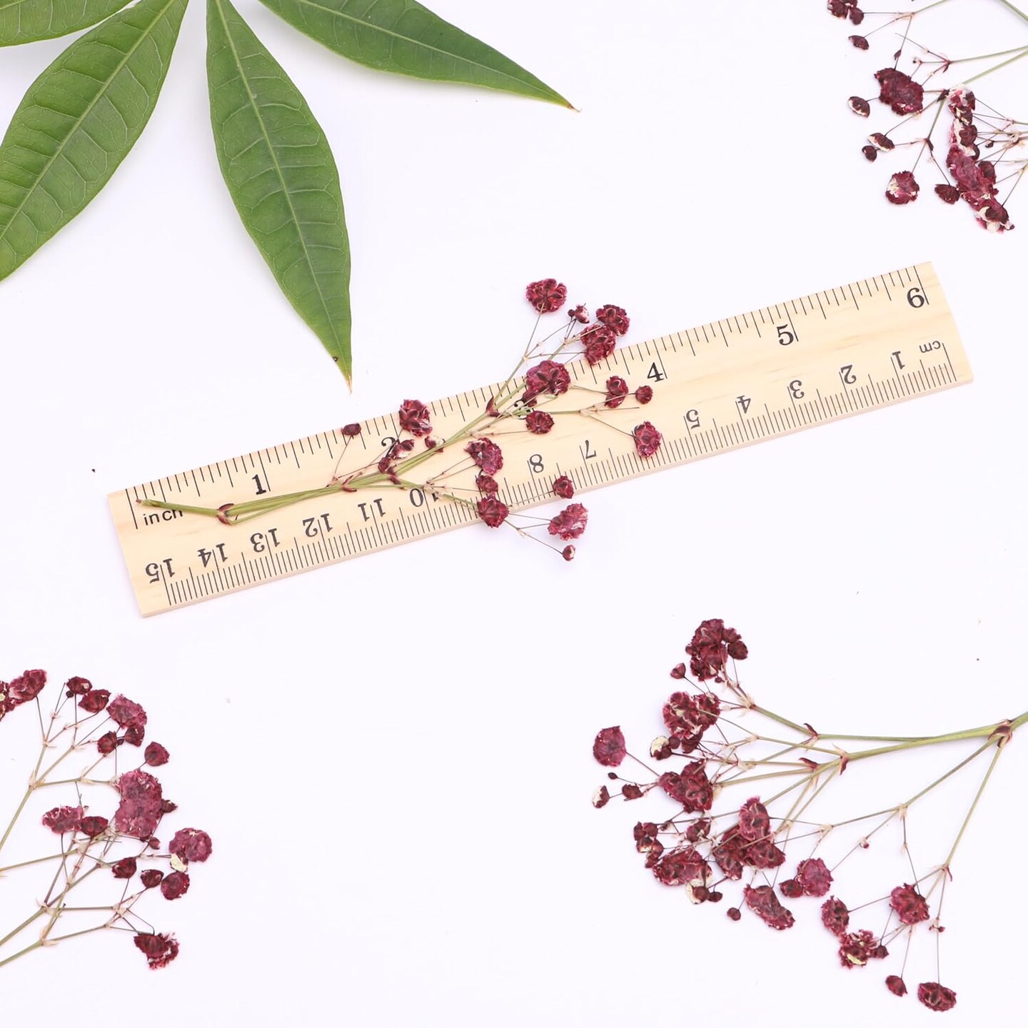 Dark Red 70 Pcs Dried Babys Breath Pressed Flowers Bulk.Vacuum-Packed Mini Dried Babies Breath Flowe Specimen +2 Tweezers, for Resin Art /DIY Making Wedding Card/ Home Party Decor.