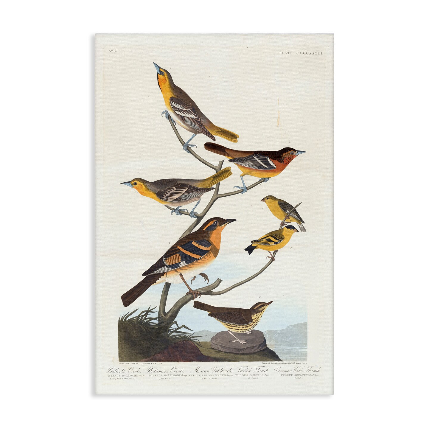 Stupell Industries Classic Bullock&#x27;s Oriole Study Canvas Wall Art Design by one1000paintings