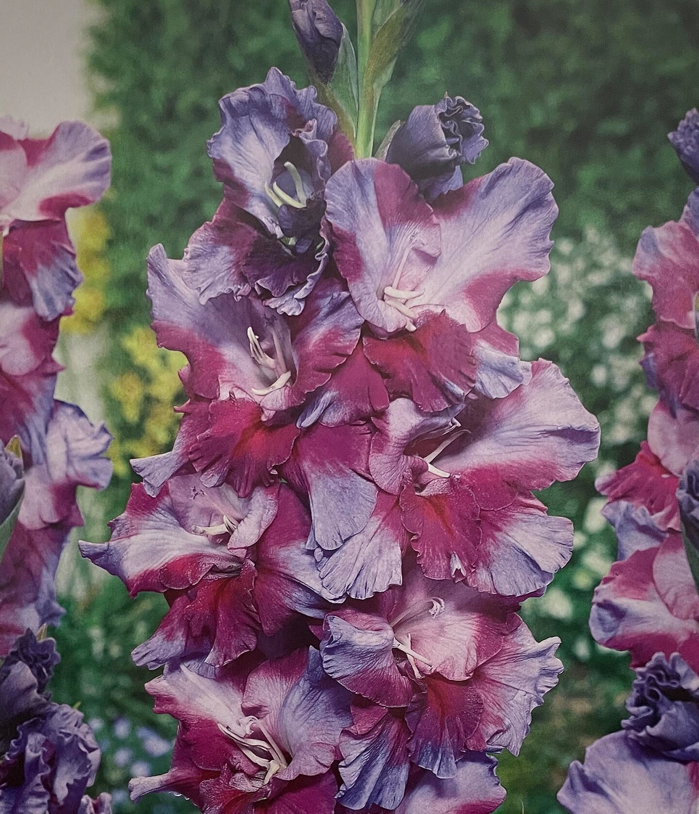 Pruple Ruffland Petsjora Parrot Gladiolus 10 Bulbs 10/+ cm - Purple Ruffled Flowers ...