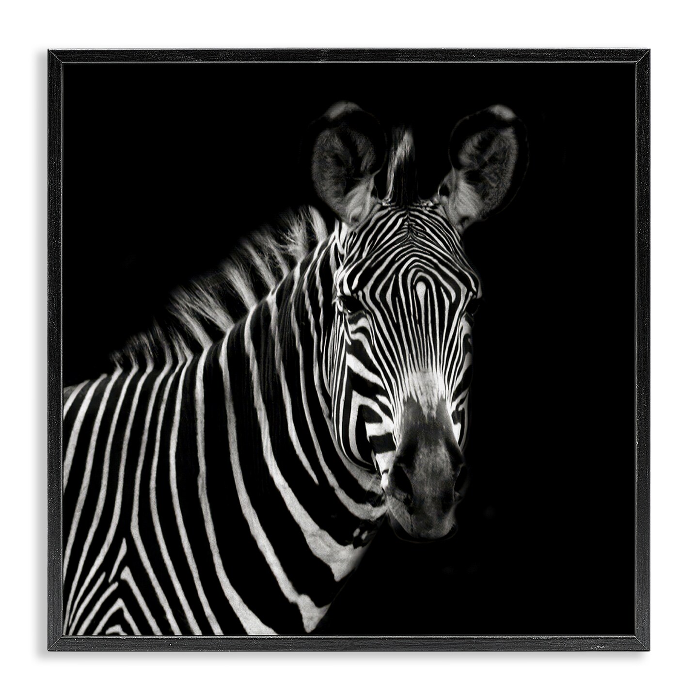 Stupell Industries Jungle Zebra Portrait Framed Giclee Wall Art Design by Susan Bryant