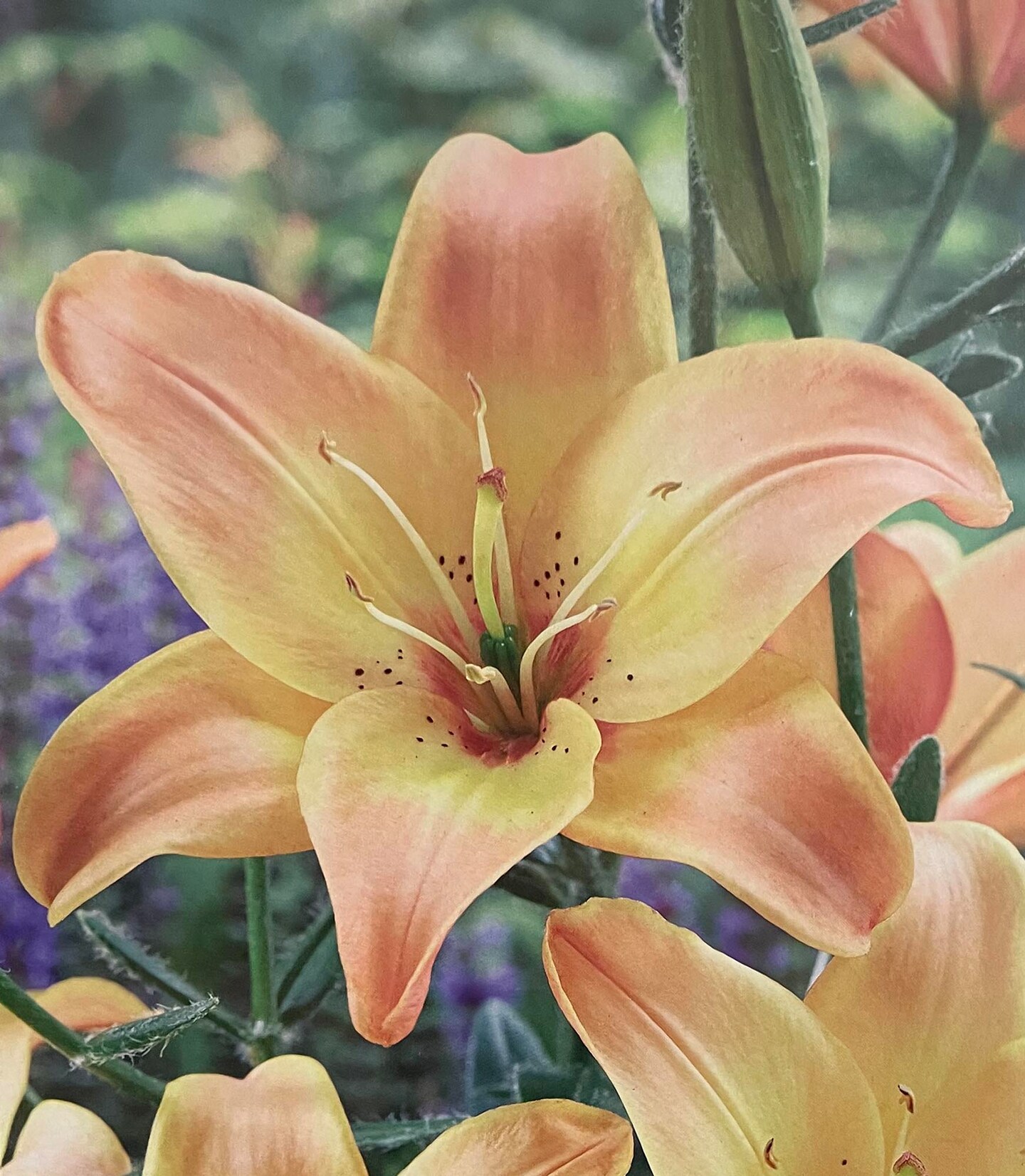 Easy Fantasy Asiatic Lily 3 Bulbs - Yellow/Apricot Blooms - 14/16cm Bulbs,  Count: 1 | Michaels