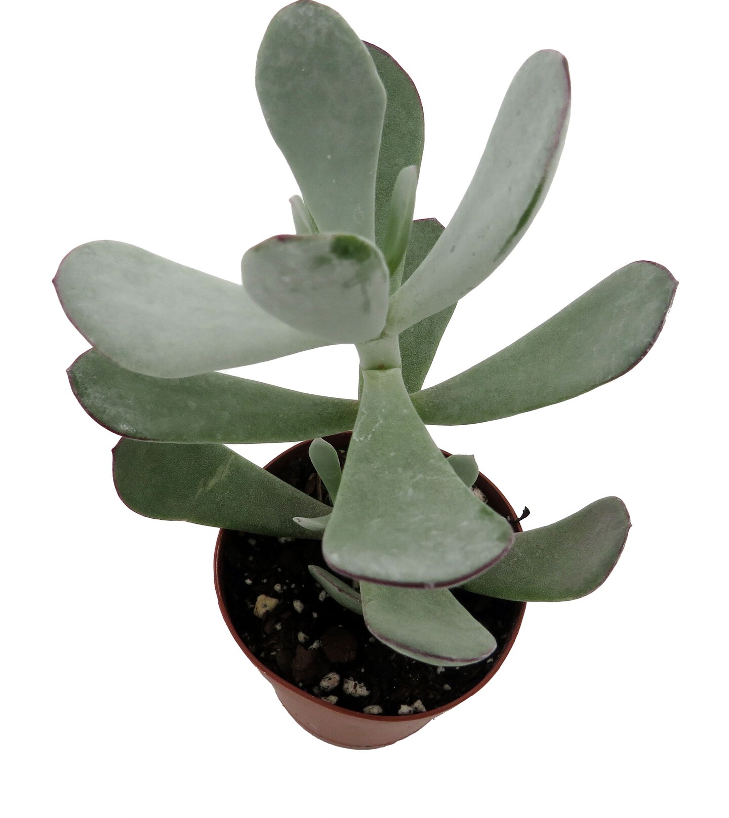 Pig&#x27;s Ear Succulent Plant -Cotyledon Orbiculata - 2&#x22; Pot