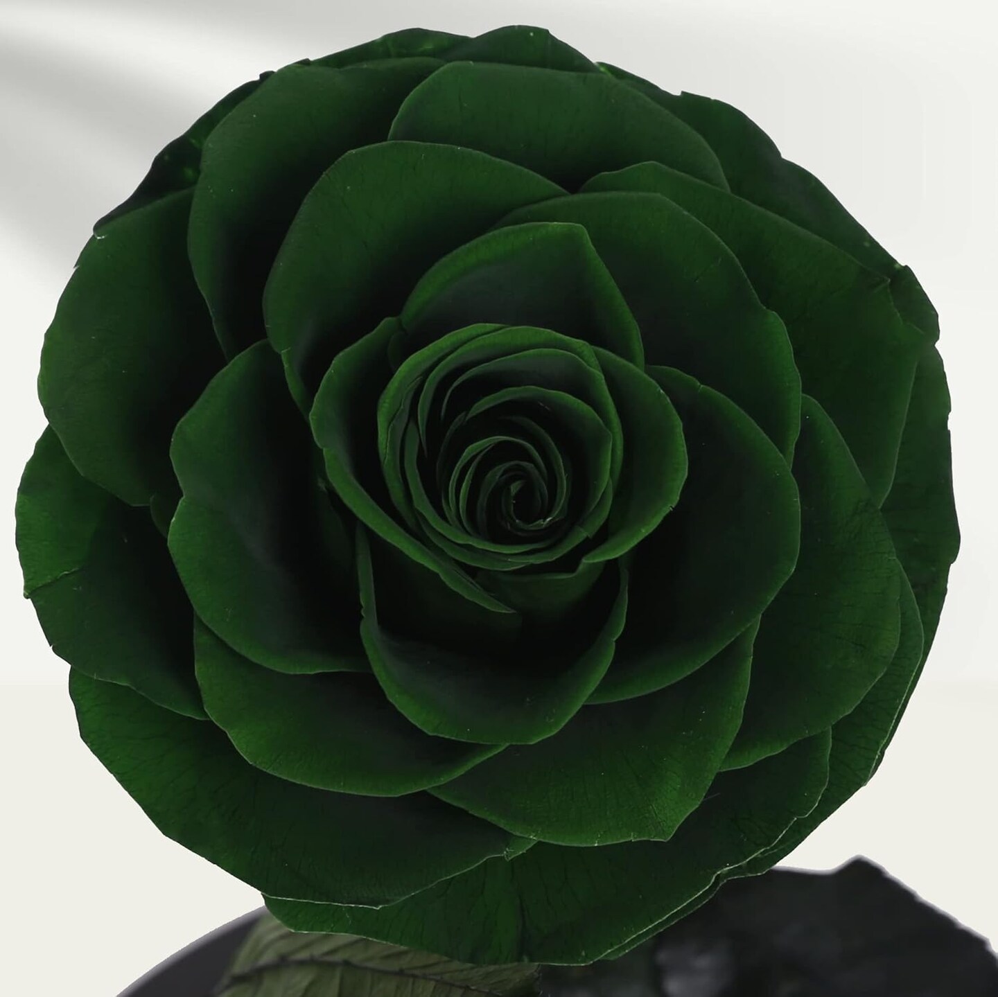 Handmade Preserved Roses in Glass Dome, Long lasting Green Roses Real, Flowers for Women