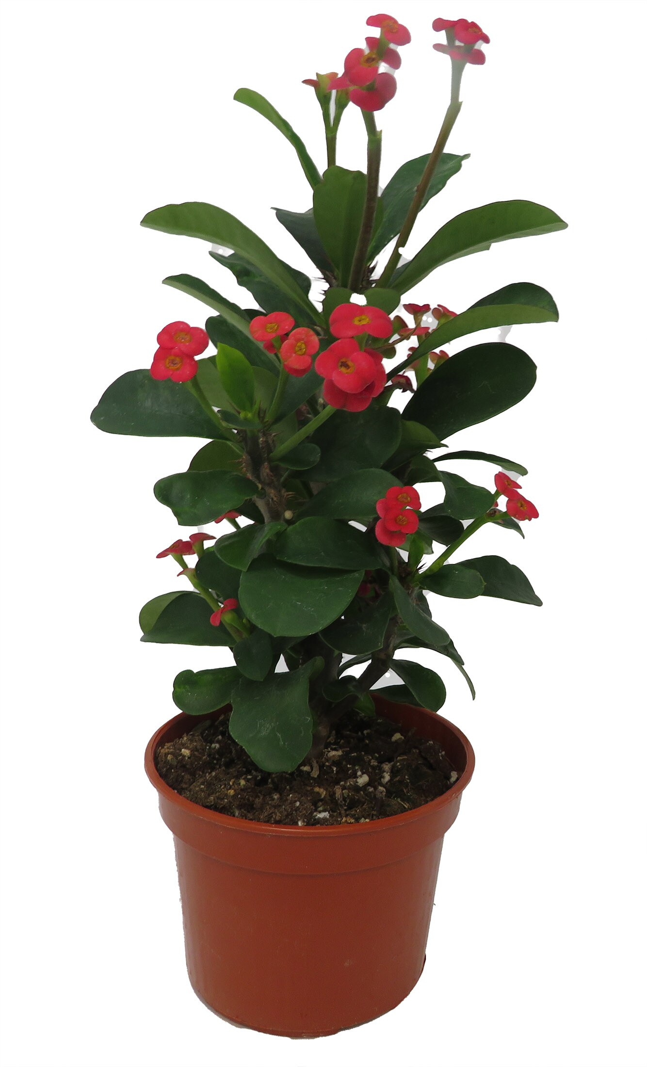 Karola Biblical Crown of Thorns Plant - Euphorbia - 4" Pot -Deep Red/Pink