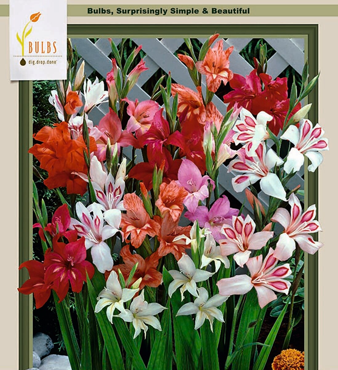 Hardy Gladiolus nanus Mix - 12 Bulbs 10/+cm