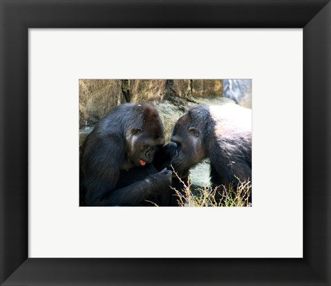 Framed Art Gorillas - Look what I found! Wall Decor 18x24 Artwork