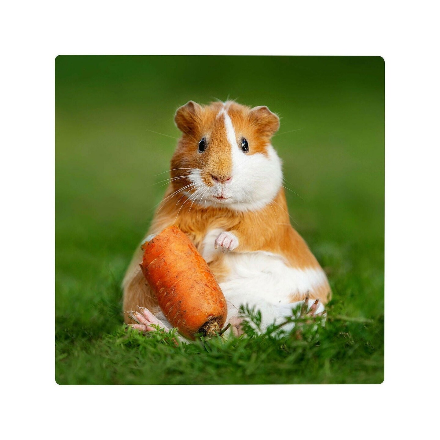 Craft Express 6 Pack 12" x 12" White Hardboard Sheets, Sublimation & Laser-Ready