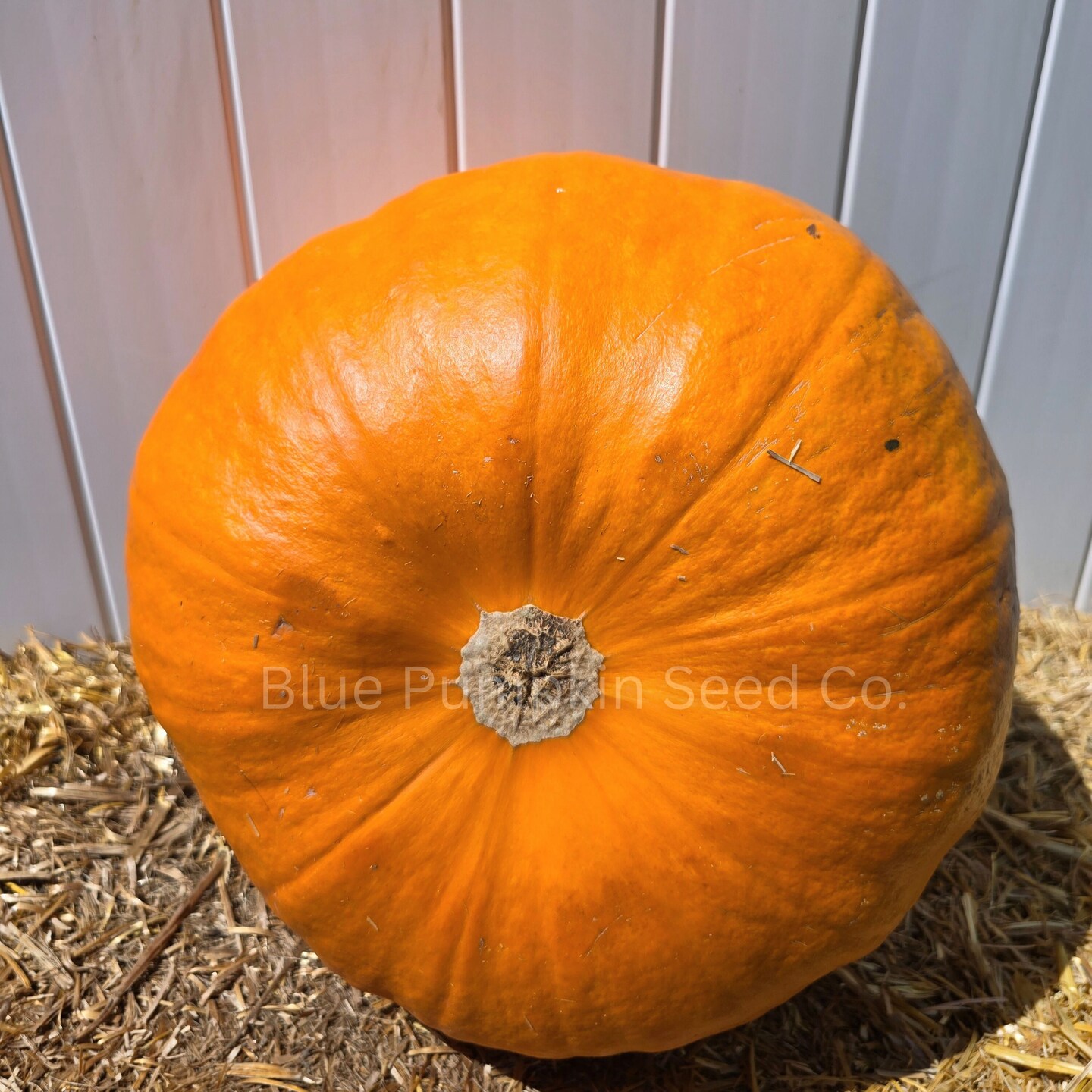 Dynasty F1 Pumpkin seeds - Grow large disease resistant Gumdrop shaped pumpkins perfect for carving! product 4
