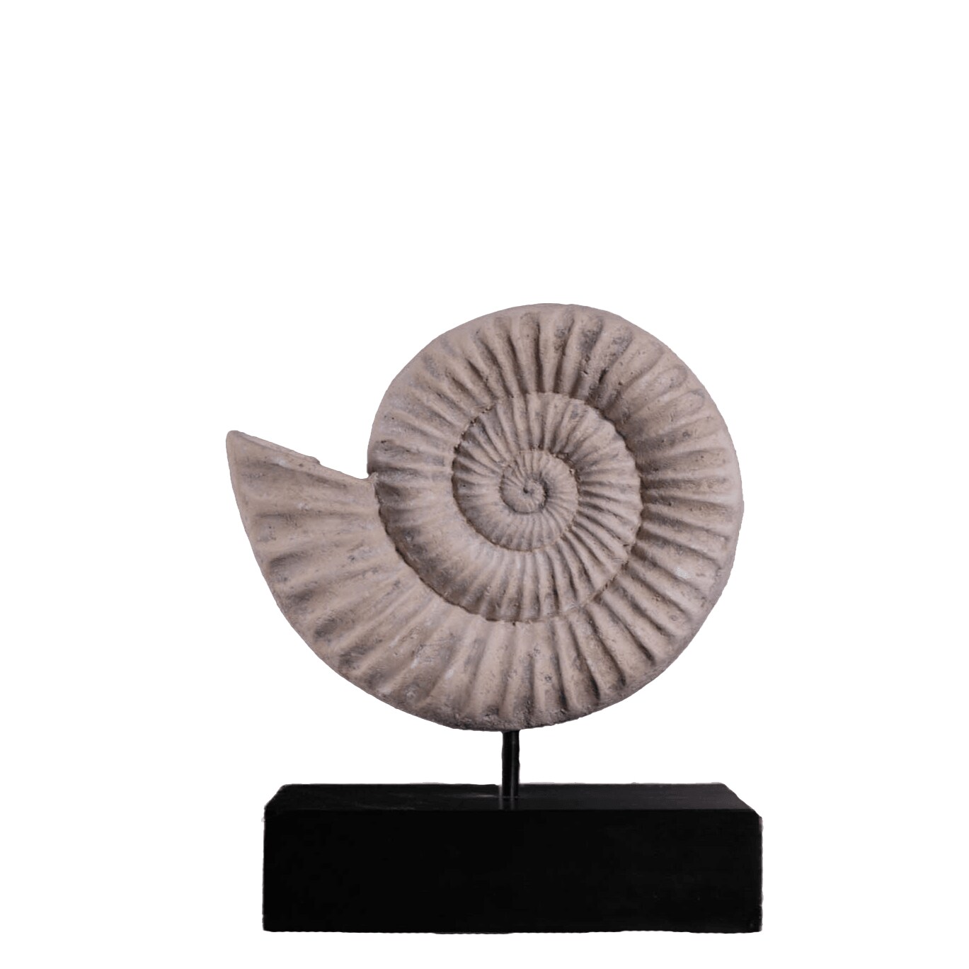 Spiral Fossil Shell Life Size Statue