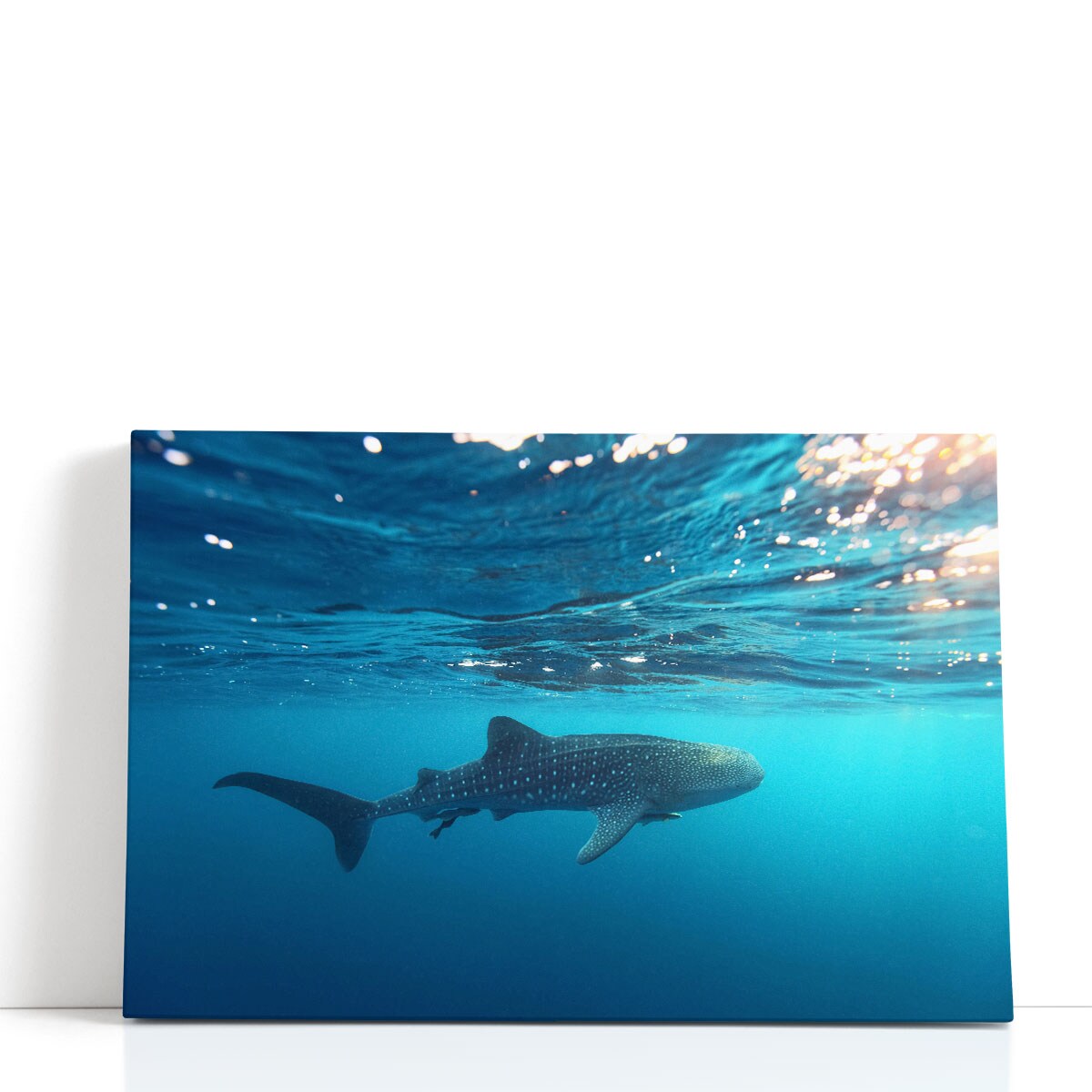Framed Whale Shark Canvas Wall Art Print – Blue Underwater Photography ...