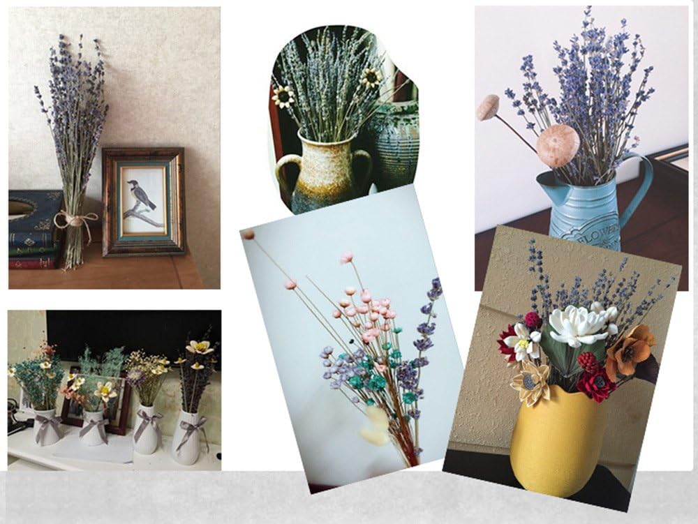 Natural Lavender Bundles, Freshly Harvested 200+ Stems Dried Lavender Bunch 16" - 18" Long, Decorative Flowers Bouquet for Home Decor