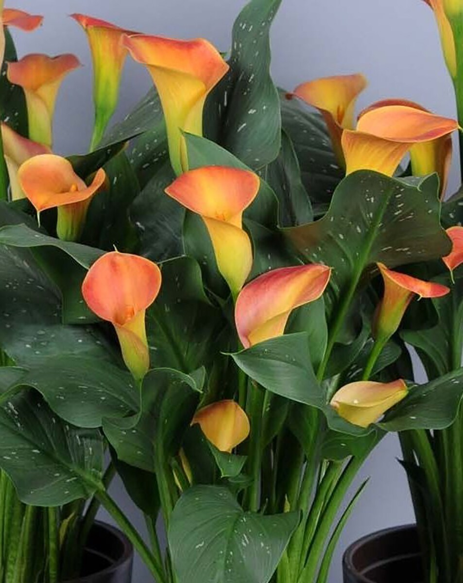 Orange Pitcher Calla Lily Bulb - Zantedeschia - 14/16 cm