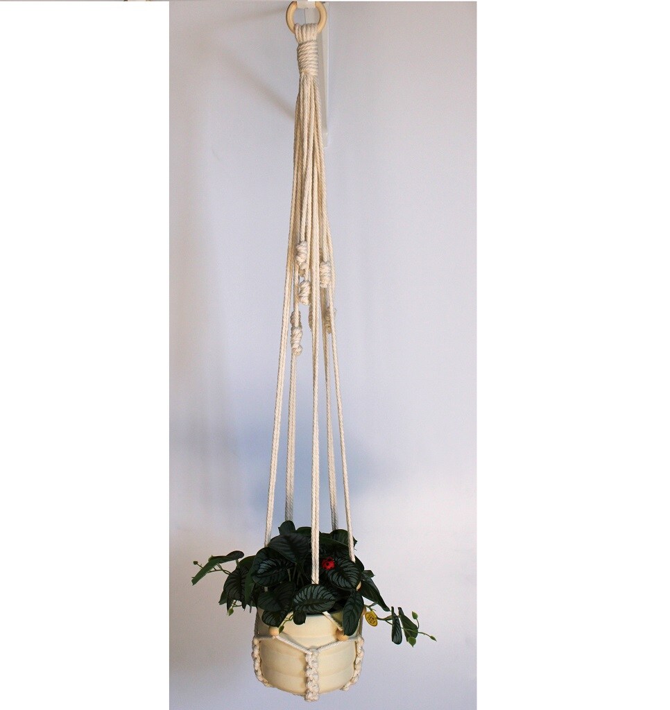 buy large jade plant Large Jade Plant main image 0