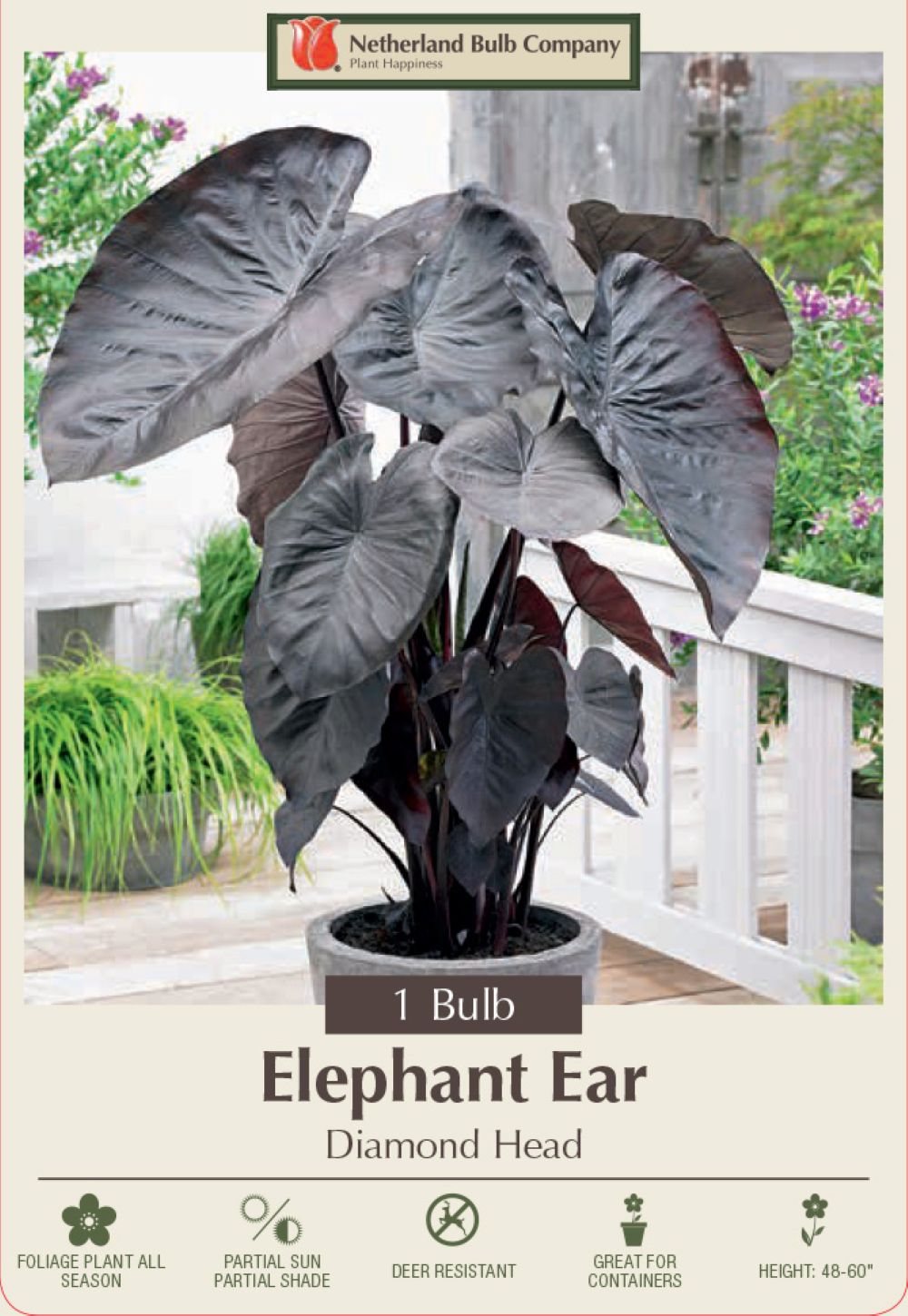 Diamond Head Elephant Ear 1 Bulb 9/11" - Colocasia - Blue/Black Leaves