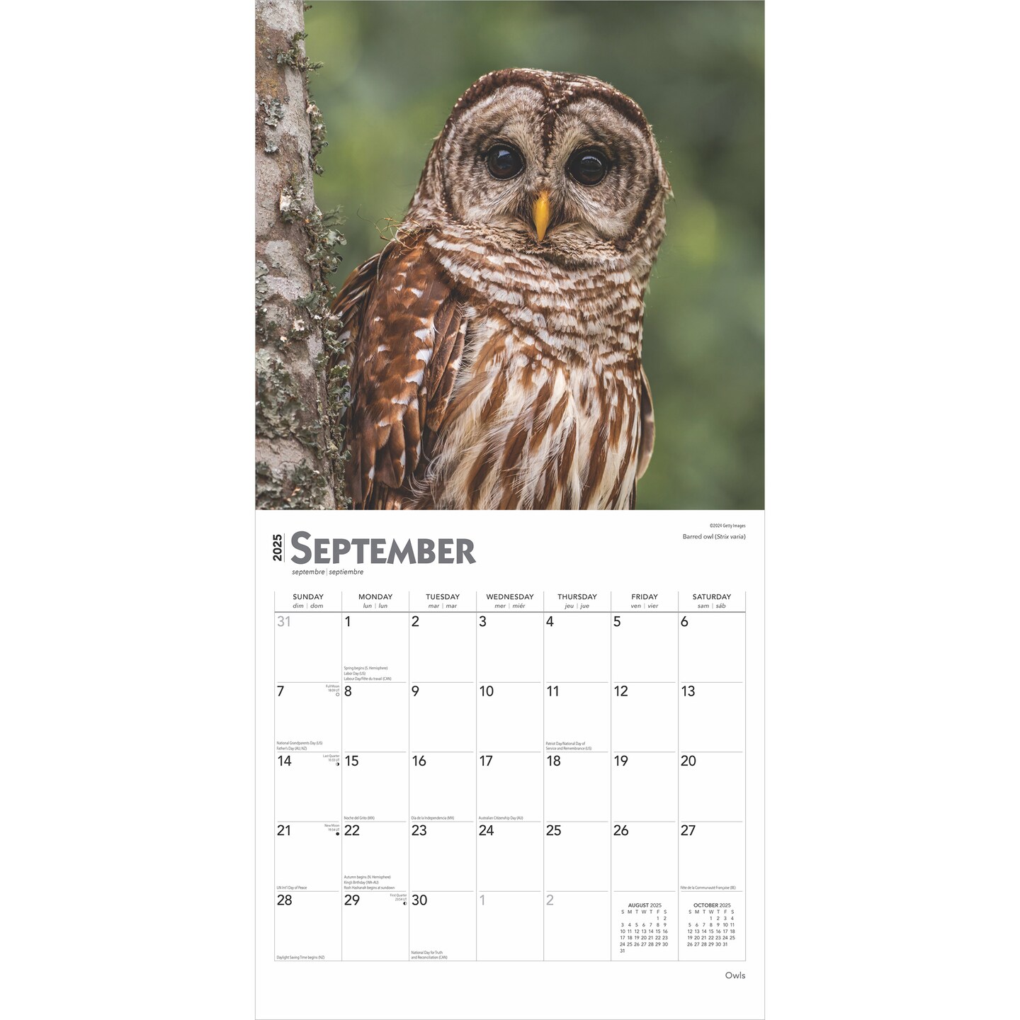 Owls | 2025 12 x 24 Inch Monthly Square Wall Calendar | Plastic-Free | BrownTrout | Wildlife Animals Birds