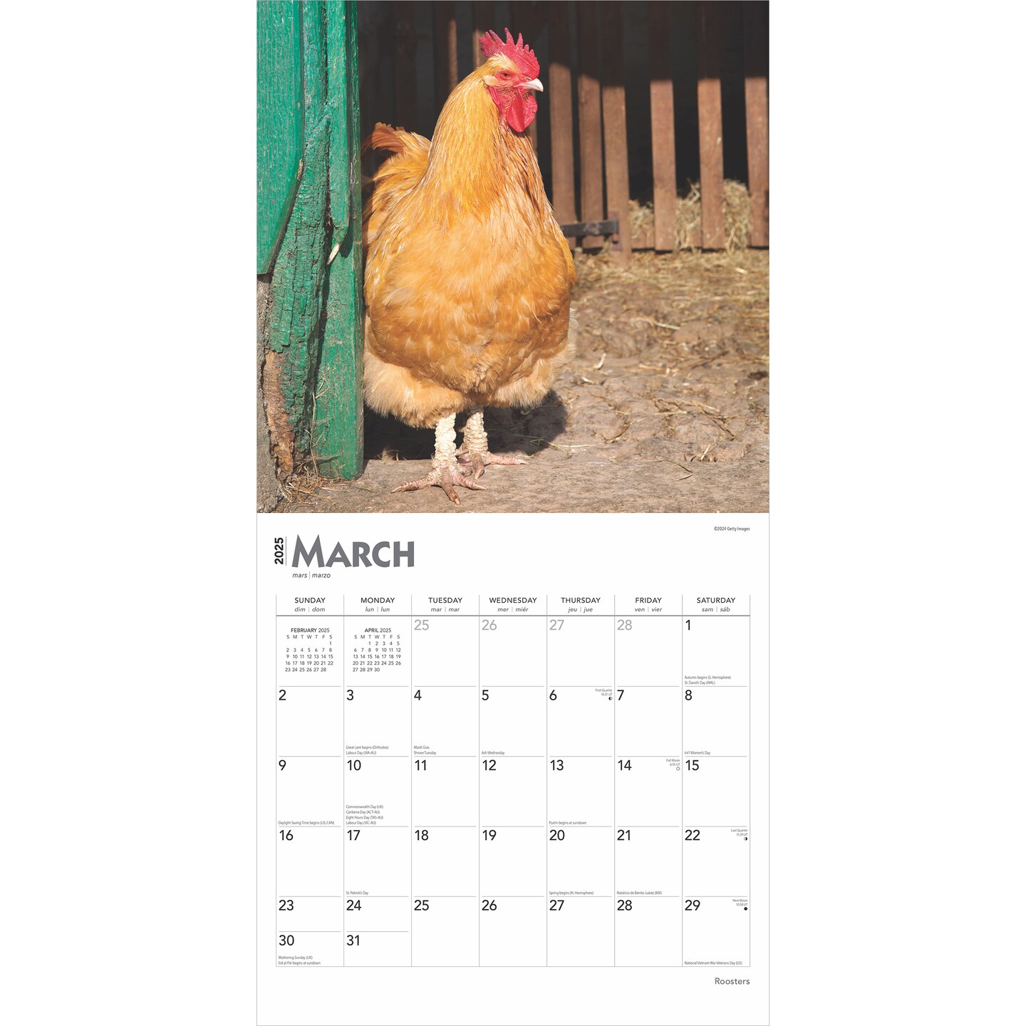 Roosters | 2025 12 x 24 Inch Monthly Square Wall Calendar | Plastic-Free | BrownTrout | Domestic Farm Barn Animals 