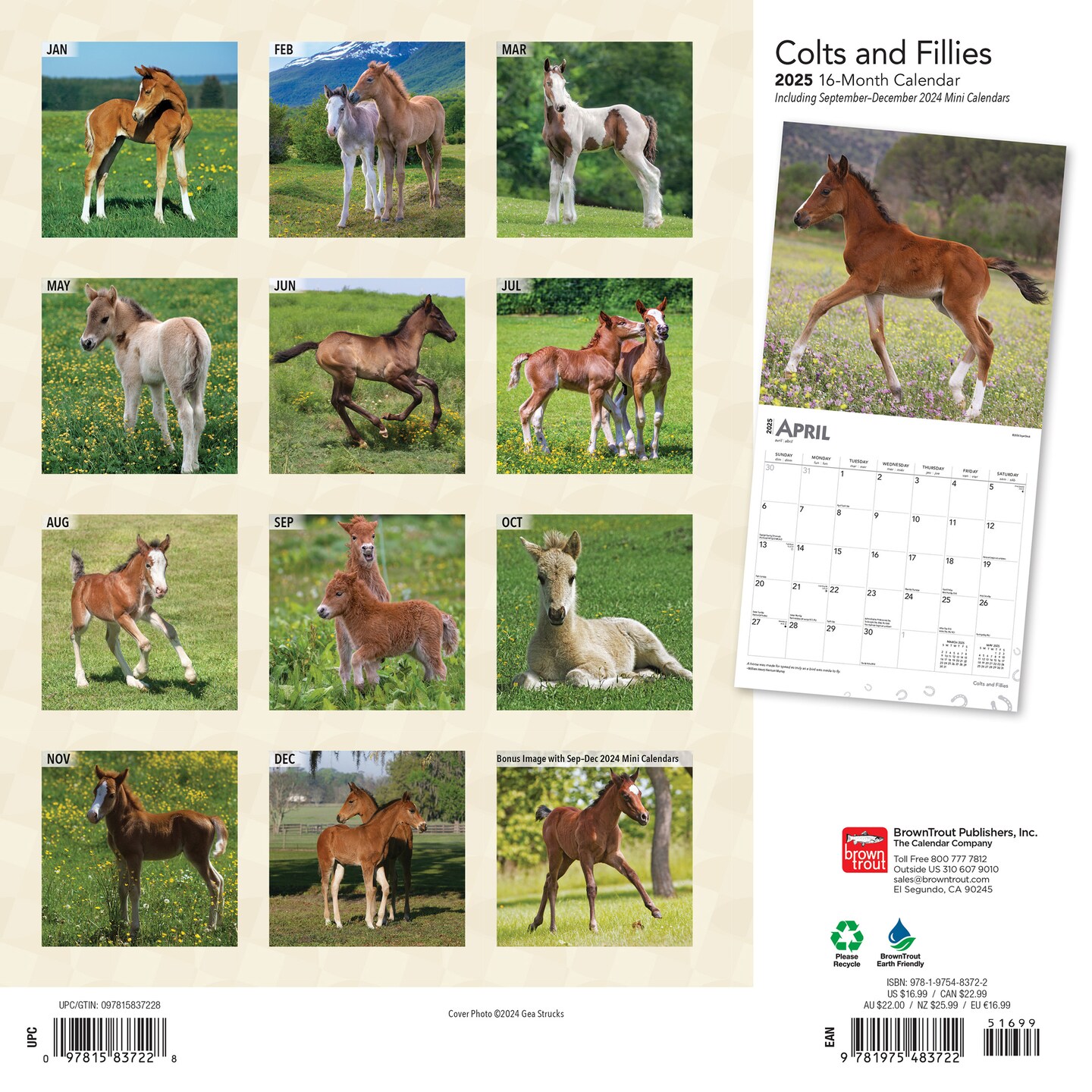 Colts and Fillies | 2025 12 x 24 Inch Monthly Square Wall Calendar | BrownTrout | Animals Equestrian