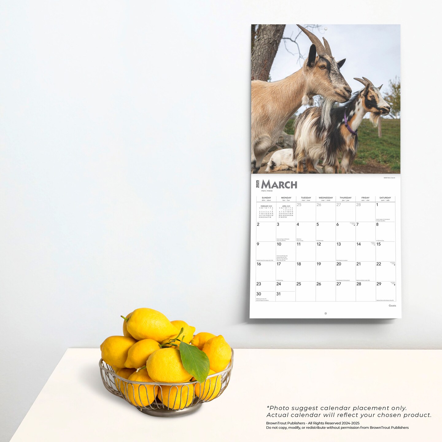 Goats | 2025 12 x 24 Inch Monthly Square Wall Calendar | Plastic-Free | BrownTrout | Domestic Farm Animals 