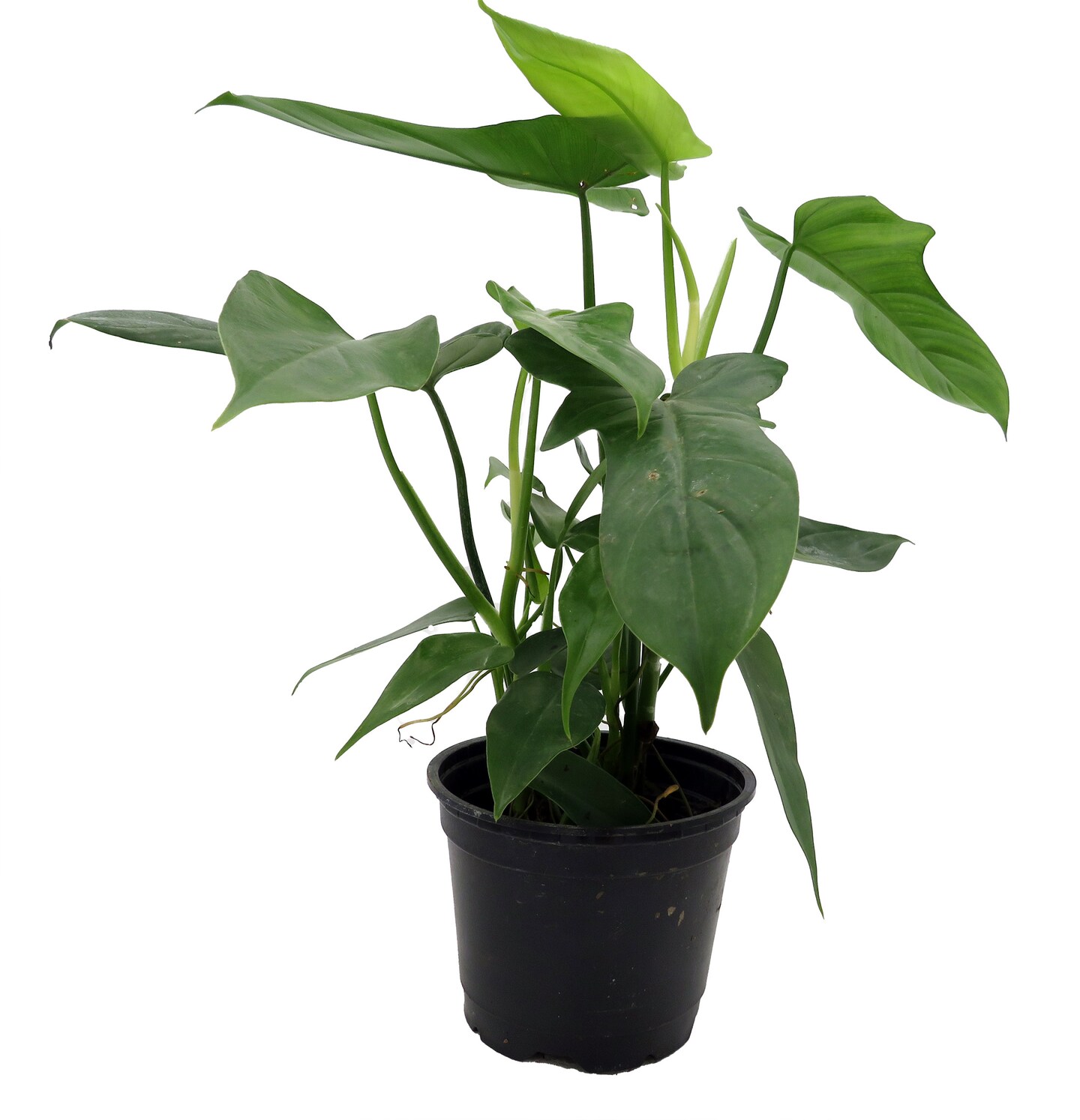 pothos epipremnum Epipremnum aureum 'Golden' totem 10"at SPROUT HOME