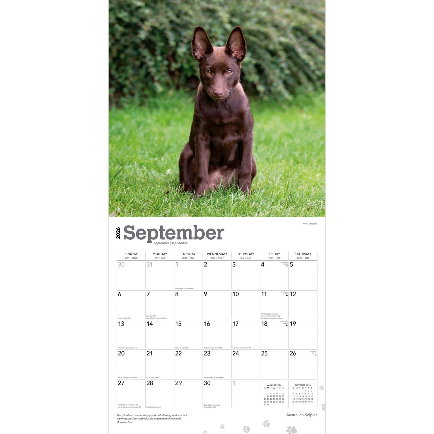 Australian Kelpies | 2026 12 x 24 Inch (Hanging) Monthly Square Wall Calendar | Plastic-Free