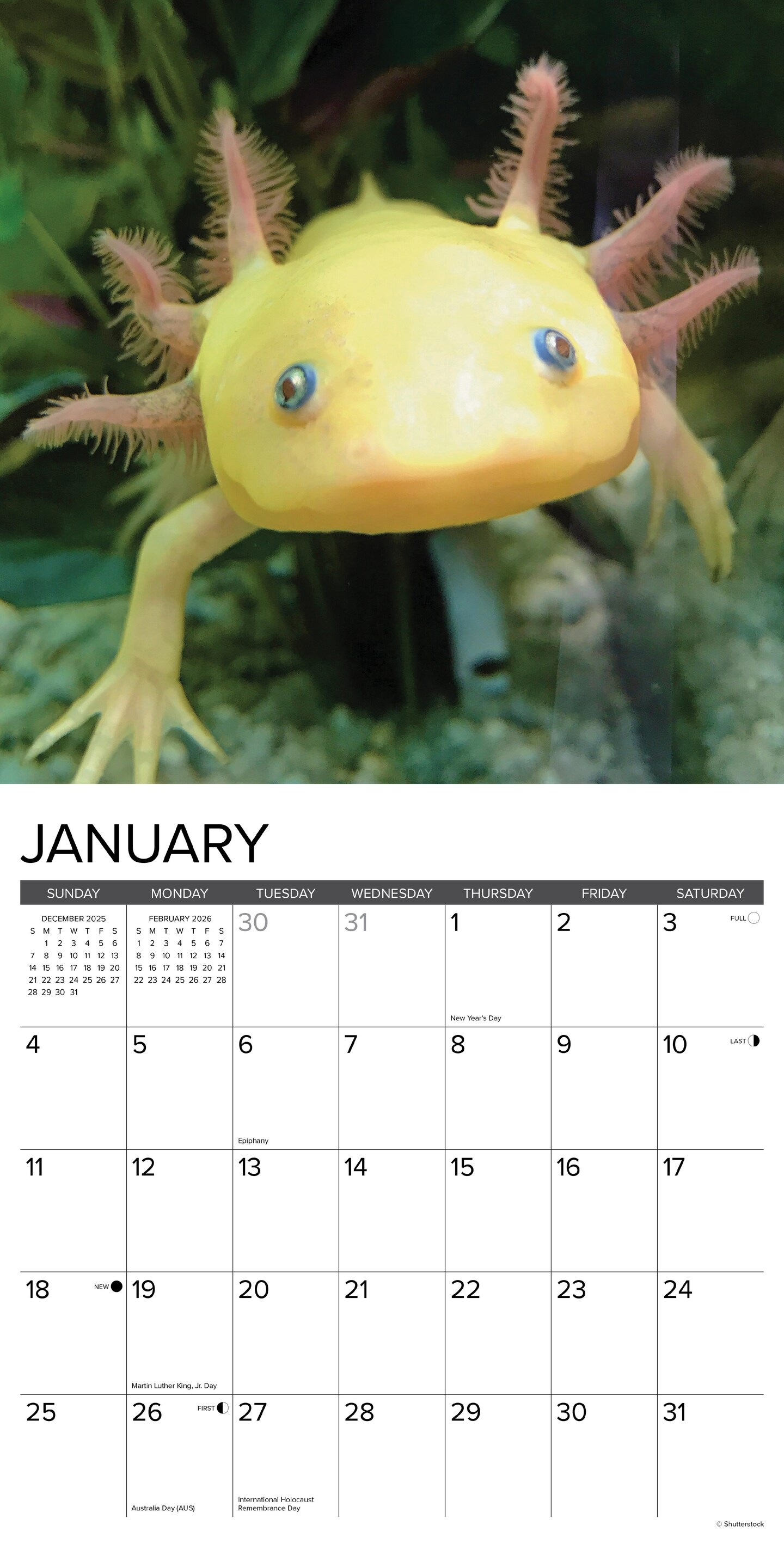 Axolotls 2026 Wall Calendar
