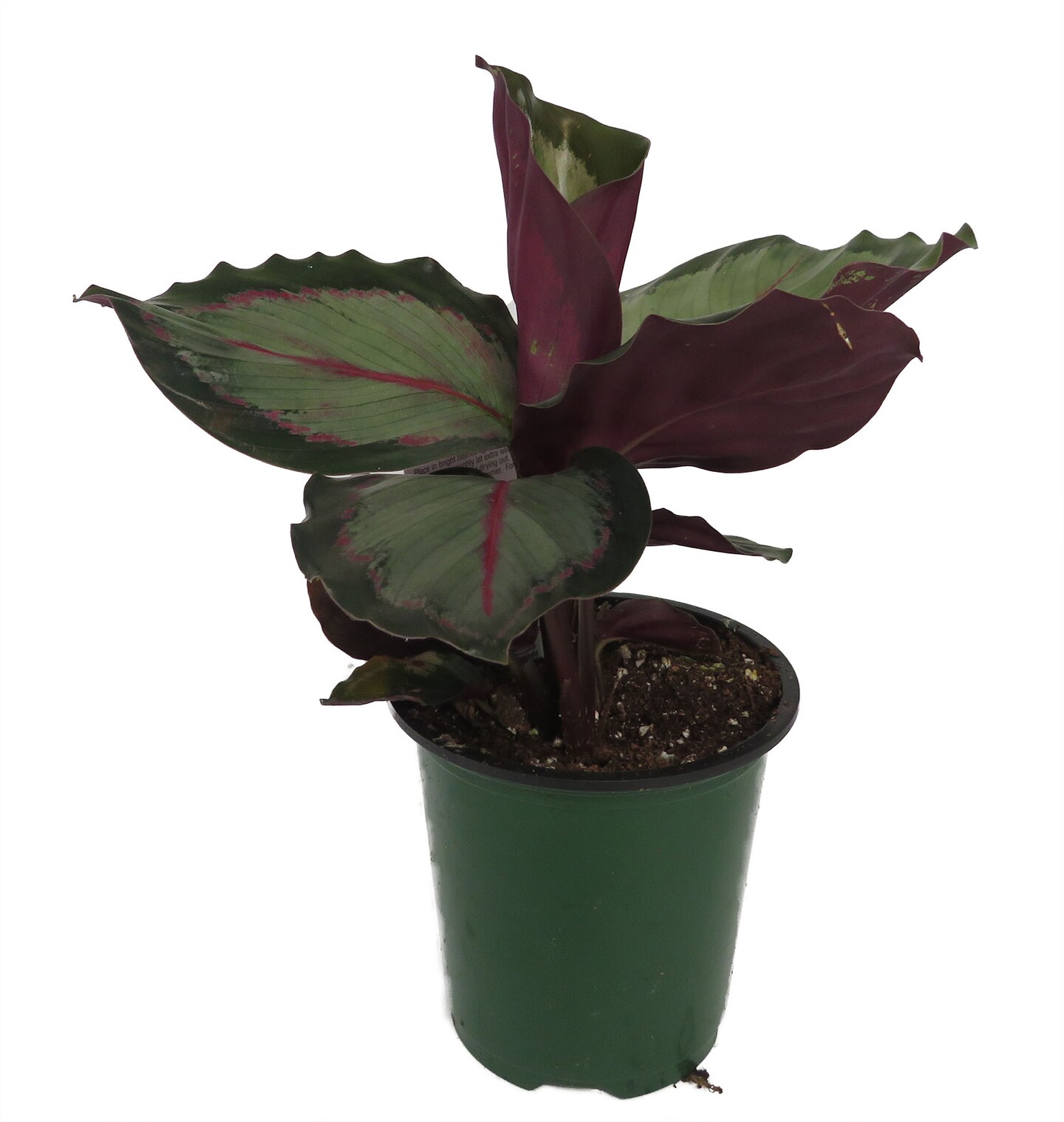 &#x27;Northern Lights&#x27; Prayer Plant - Calathea Roseopicta - 3.5&#x22; Pot