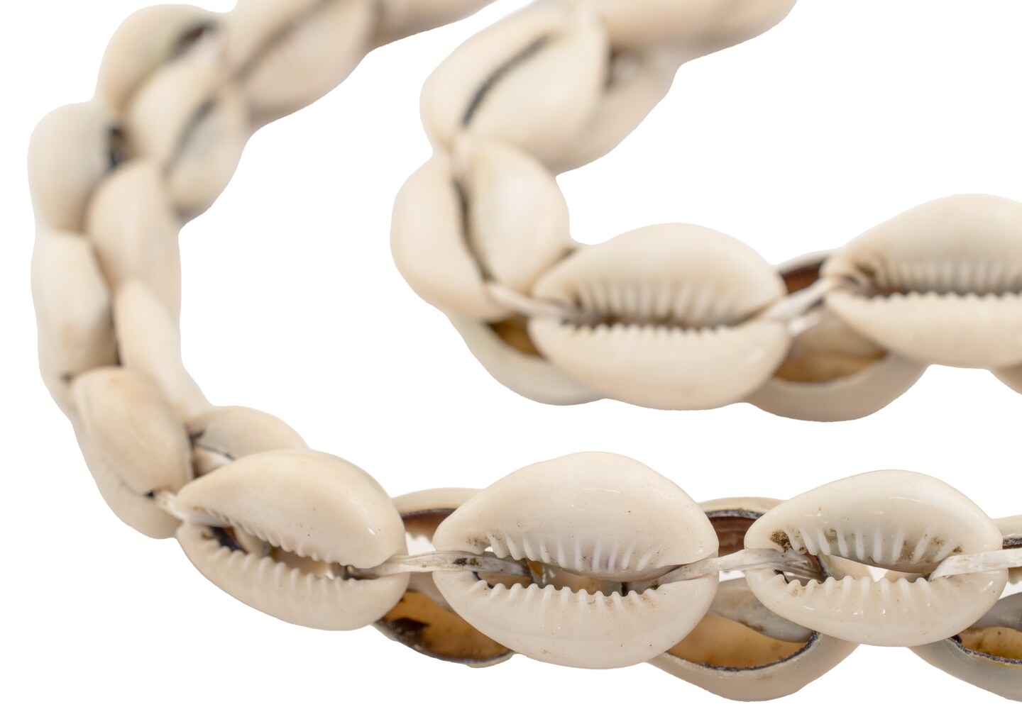 The Bead Chest Kenyan Cowrie Shell Beads 15mm African White Unusual 22-24 Inch Strand Handmade