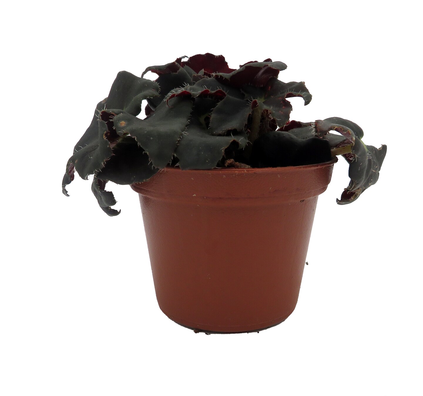 Bethlehem Star Heirloom Begonia Plant-2.5" Pot-Terrarium/Fairy Garden/Houseplant
