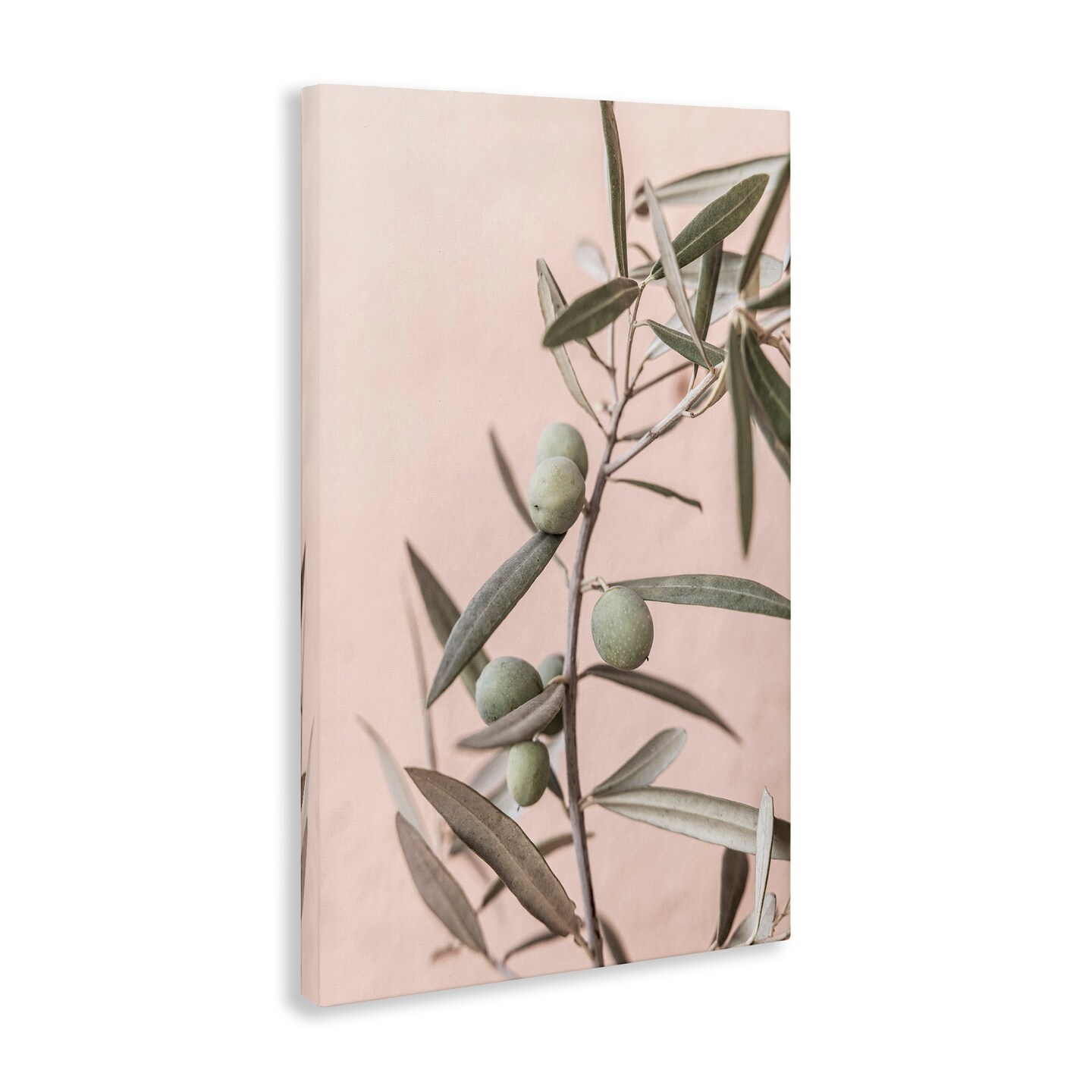 Stupell Industries Spanish Olive Branch Canvas Wall Art Design by Sisi and Seb