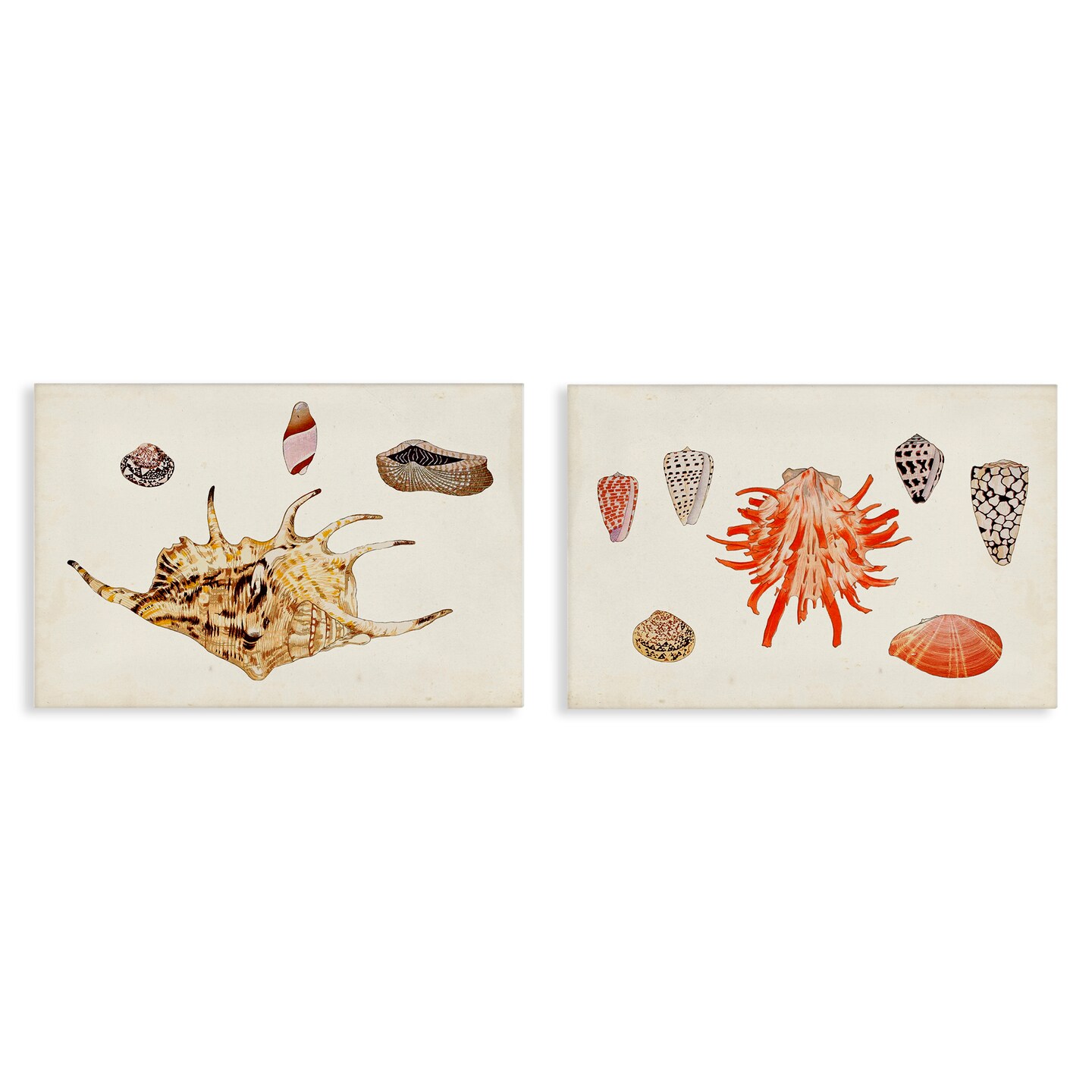 Stupell Industries Antique Shell Anthology 2 pc Canvas Wall Art Set Design by Vision Studio
