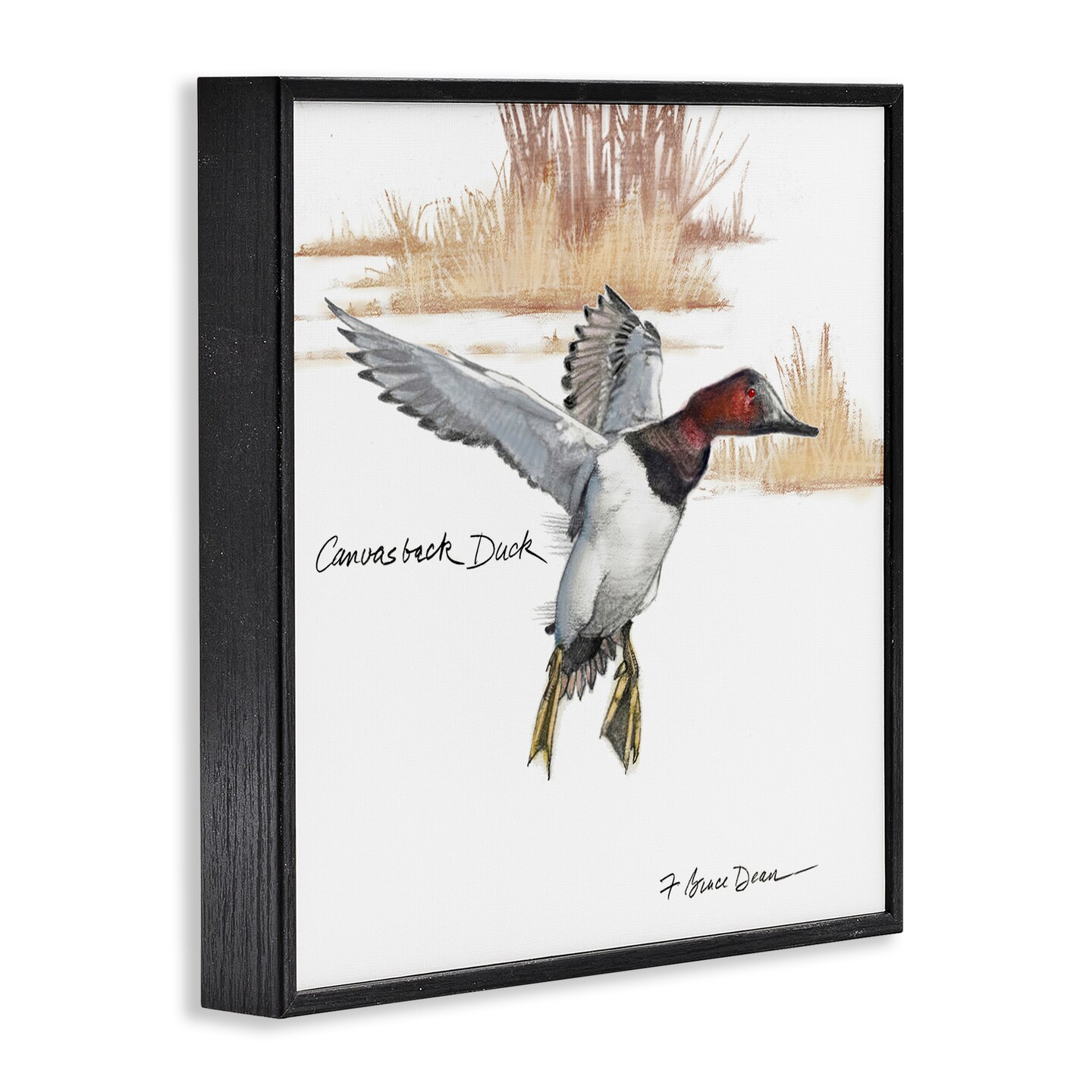 Stupell Industries Canvasback Duck Flying Framed Giclee Wall Art Design by Jadei Graphics
