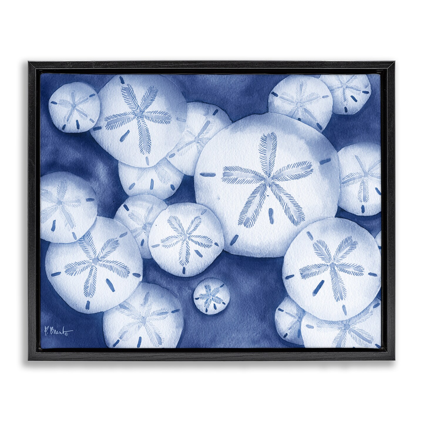 Stupell Industries Watercolor Style Sand Dollars Floating Frame Design by Paul Brent