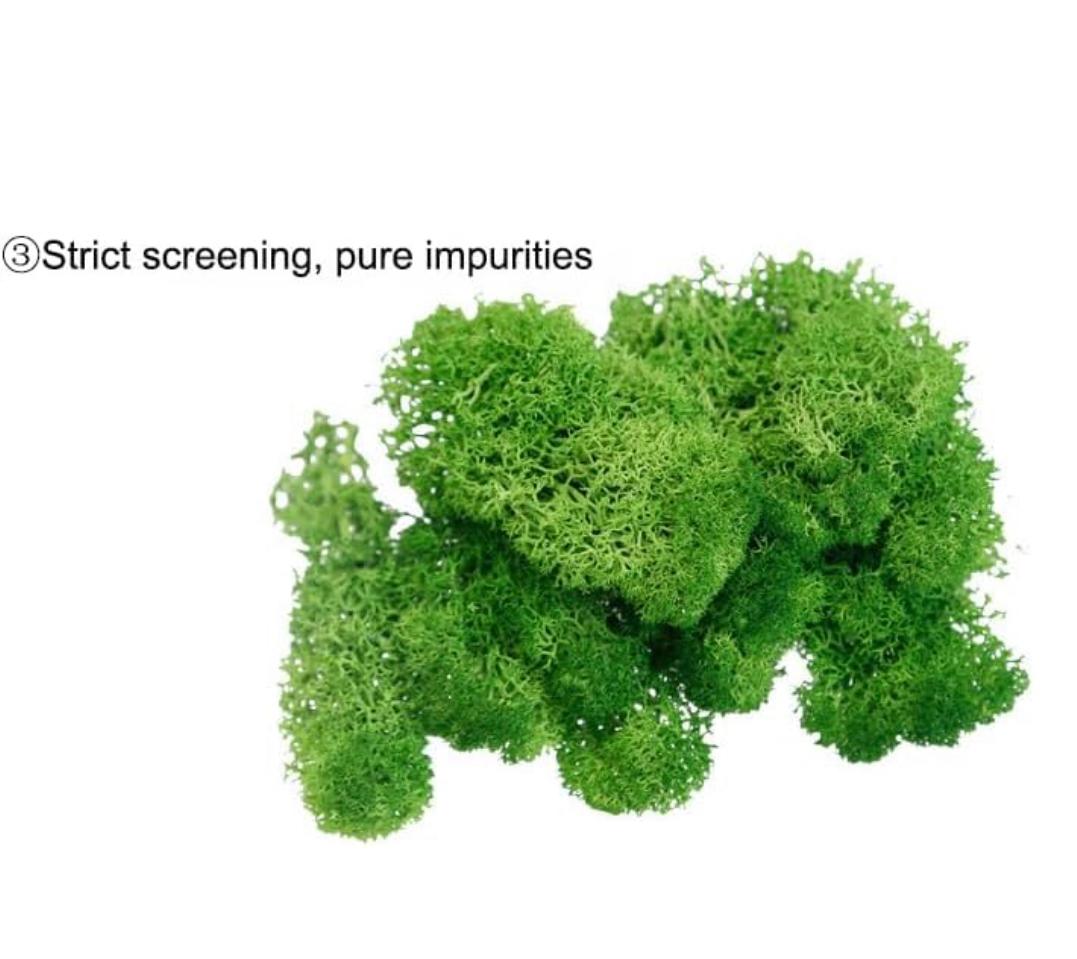 Moss Preserved Dark Green for Fairy Gardens Terrariums, Craft, DIY, Floral, 1Kg Musgo Preservado